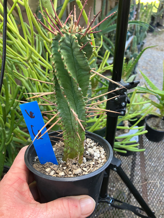 Euphorbia Horrida Noorsveldensis 6" Tall #6B