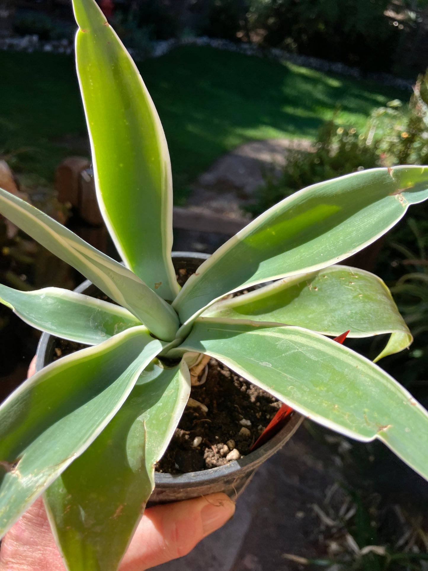 Agave~ Fox Tail Agave Attenuata  variegated 8" Tall 7"Wide #700R