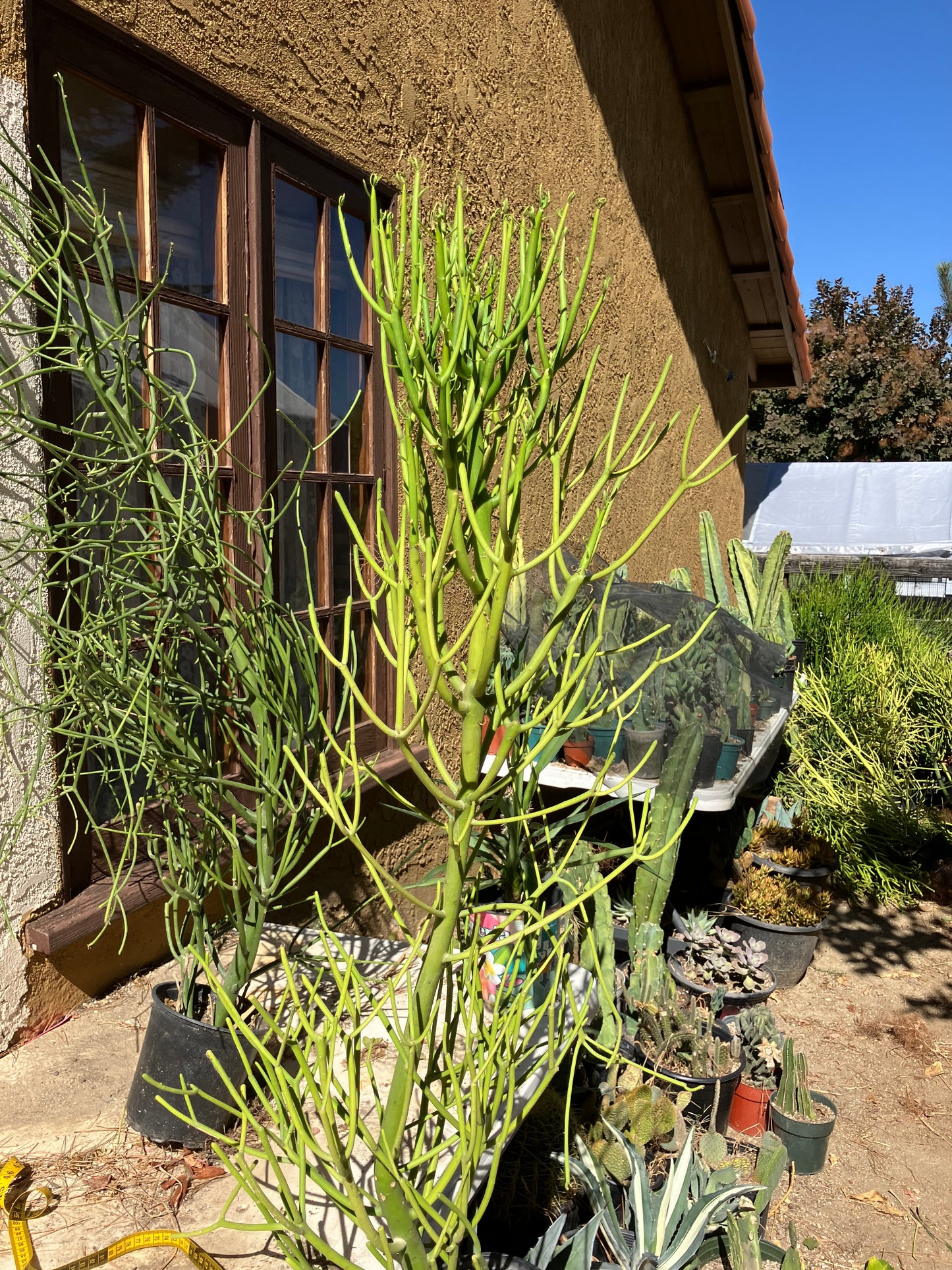 Euphorbia tirucalli Pencil Cactus/Succulent 45"Tall 16"Wide #96G