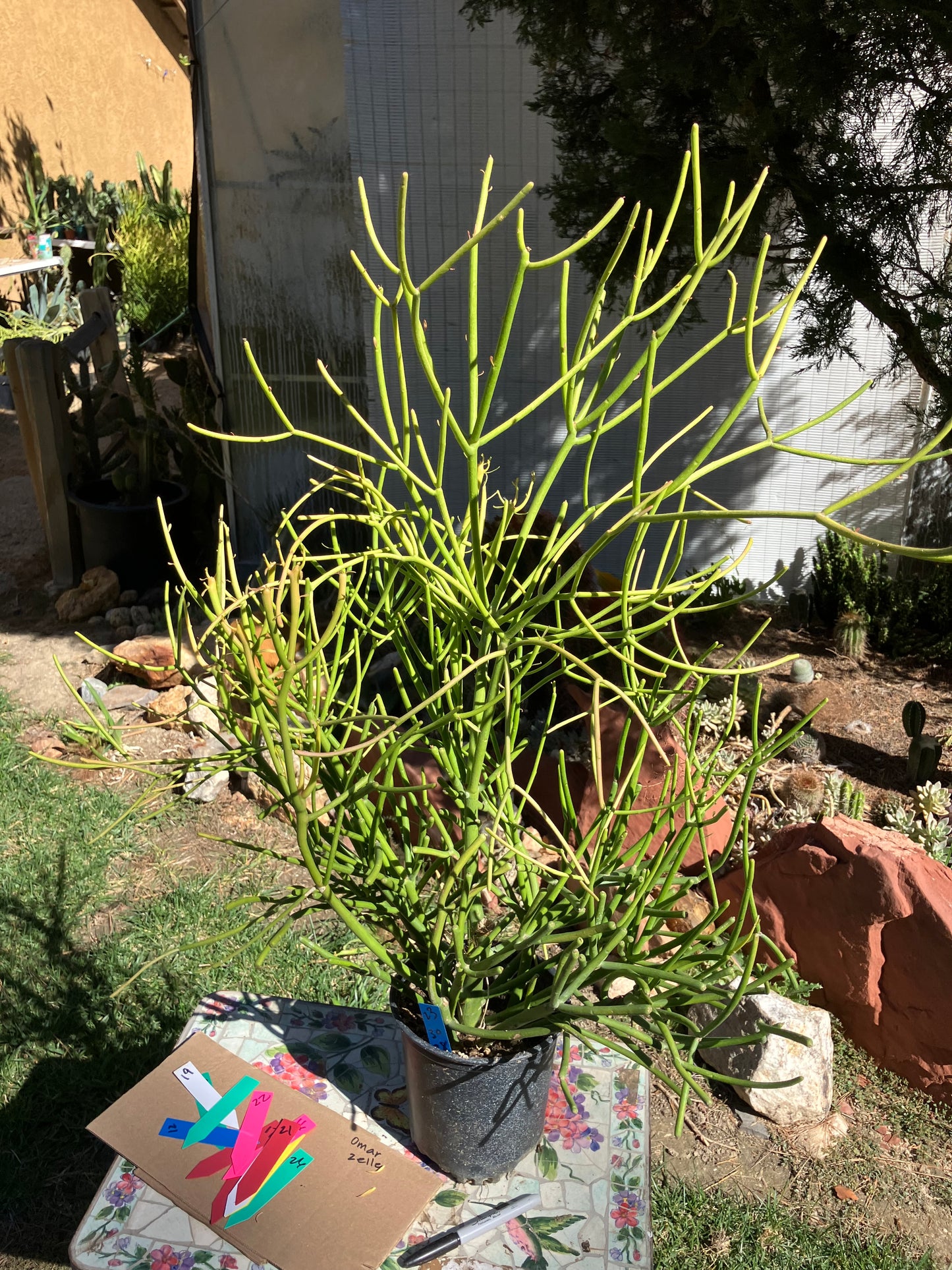 Euphorbia tirucalli Fire Stick Cactus/Succulent 30"Tall 28"Wide #23B