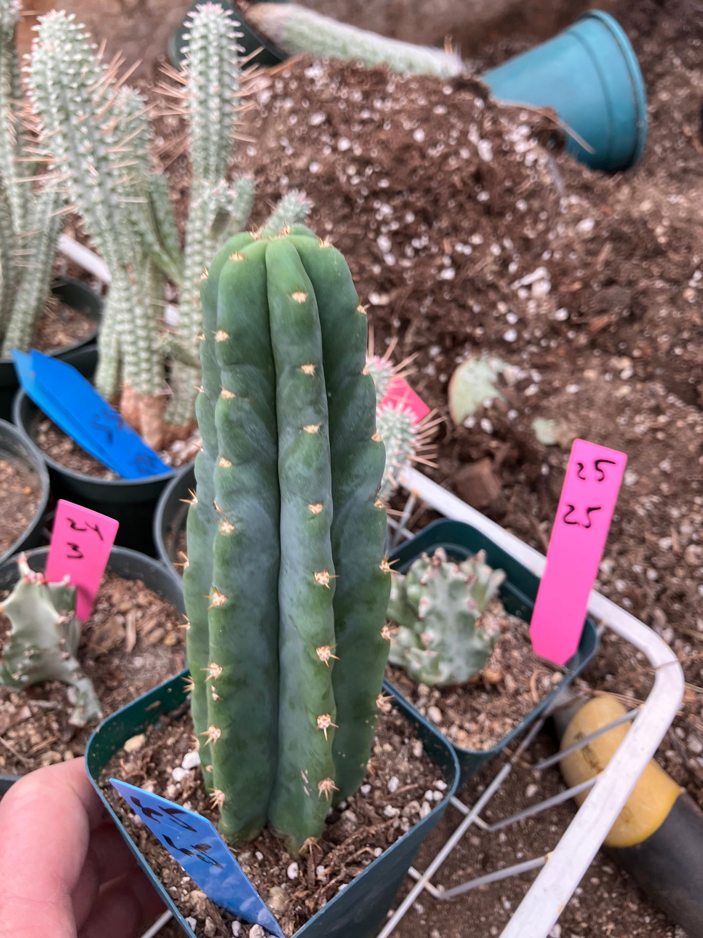 San Pedro Cactus - Trichocereus pachanoi 6.5"Tall #65B