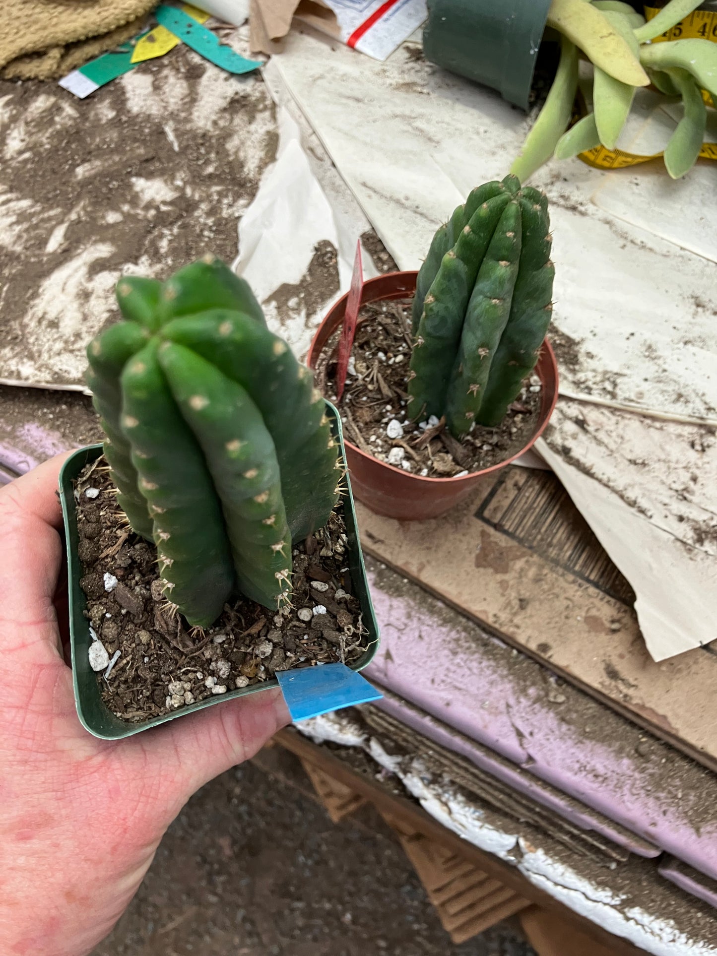 San Pedro Cactus  Trichocereus pachanoi 6"Tall #66B