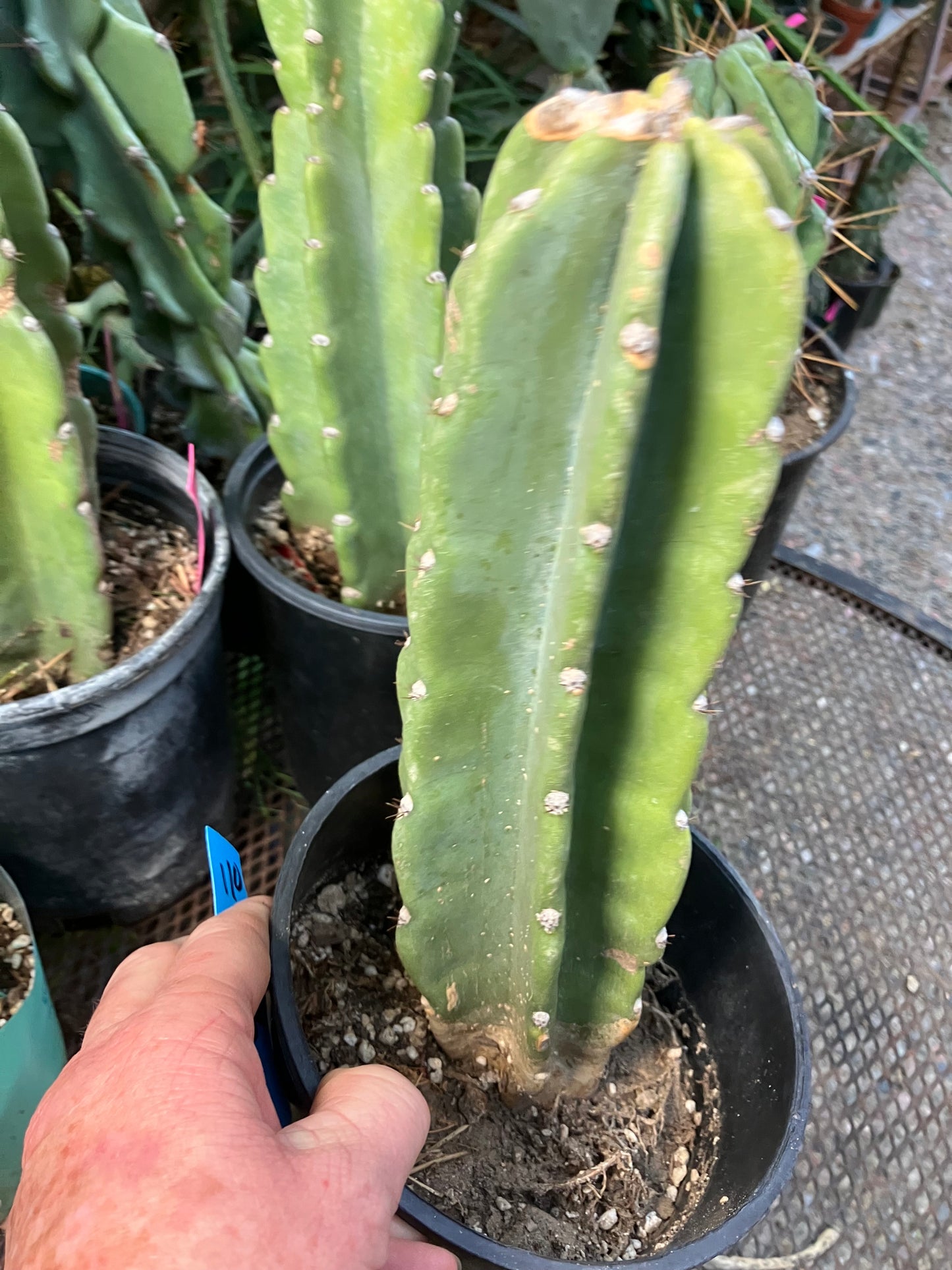 Cereus Peruvianus Night Blooming 11"Tall #110B