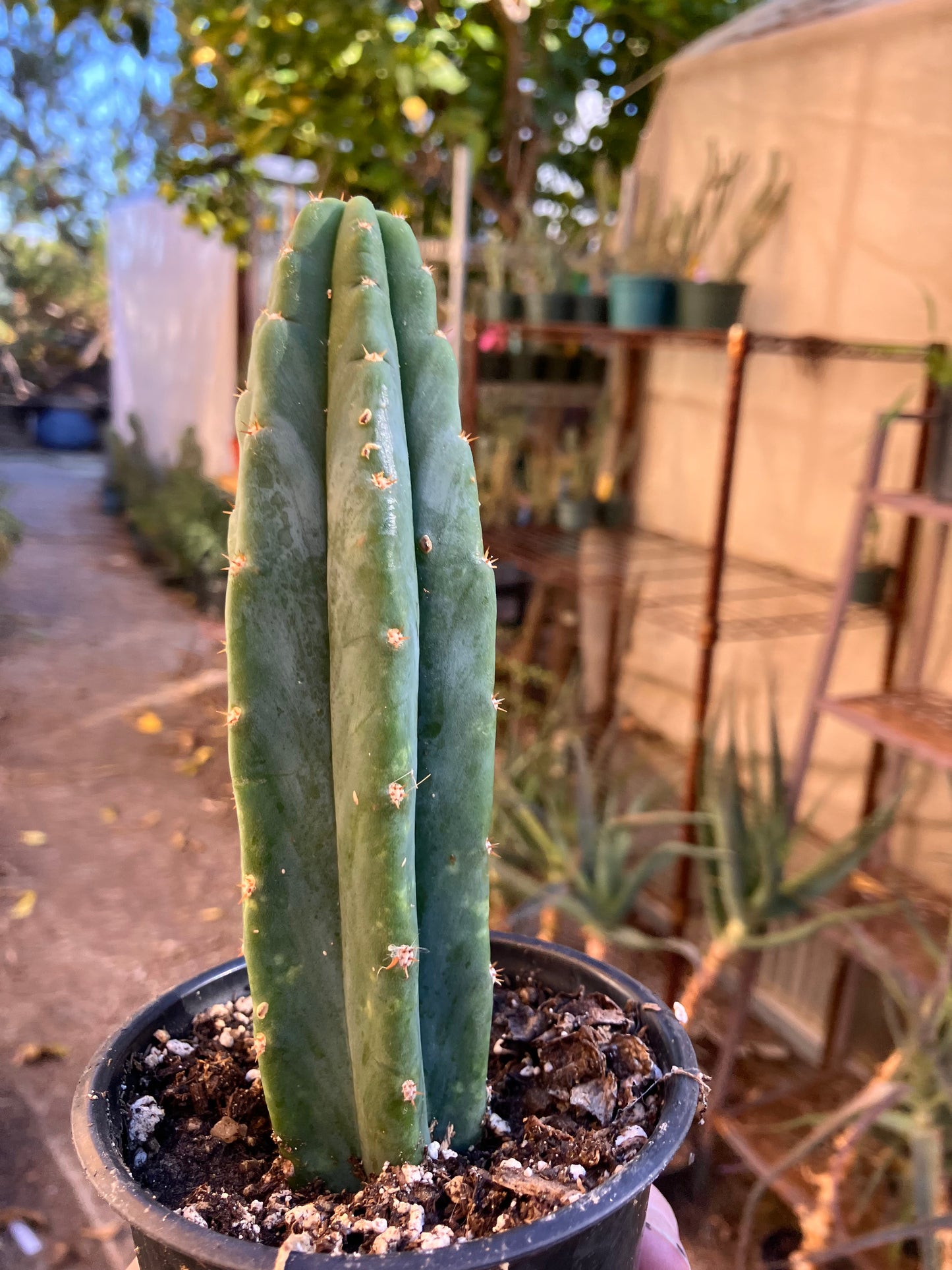 San Pedro Cactus - Trichocereus pachanoi 6"Tall #6W
