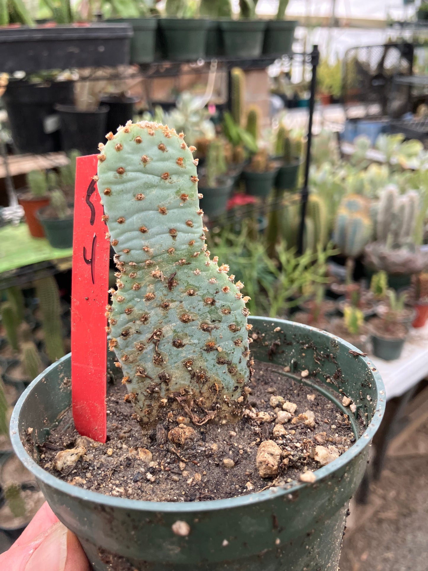 Opuntia Basilaris Beavertail Cactus 4"Tall #54R