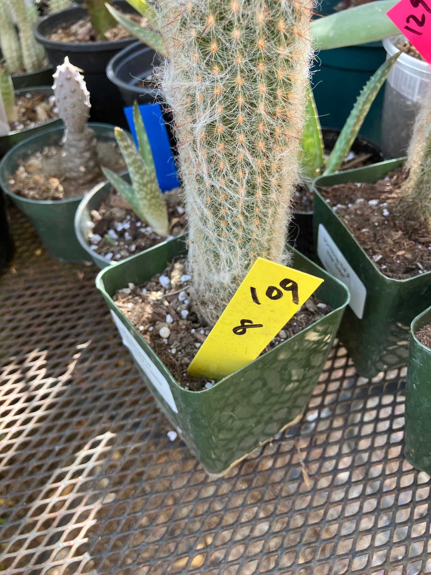 Austrocephalocereus dybowski cabega 8"Tall #109Y Torch