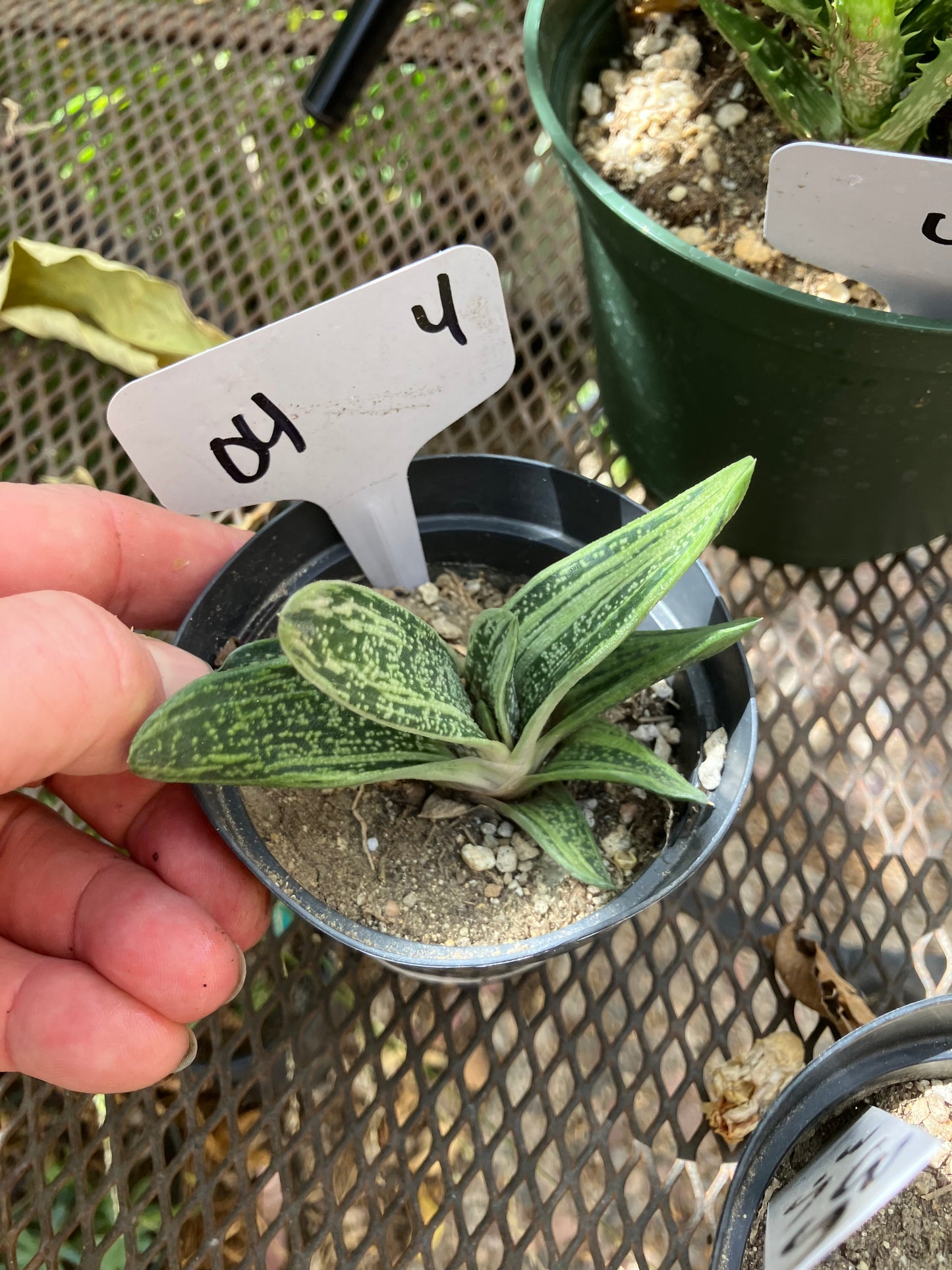 Gasteria Little Warty 3.5”Wide #35W