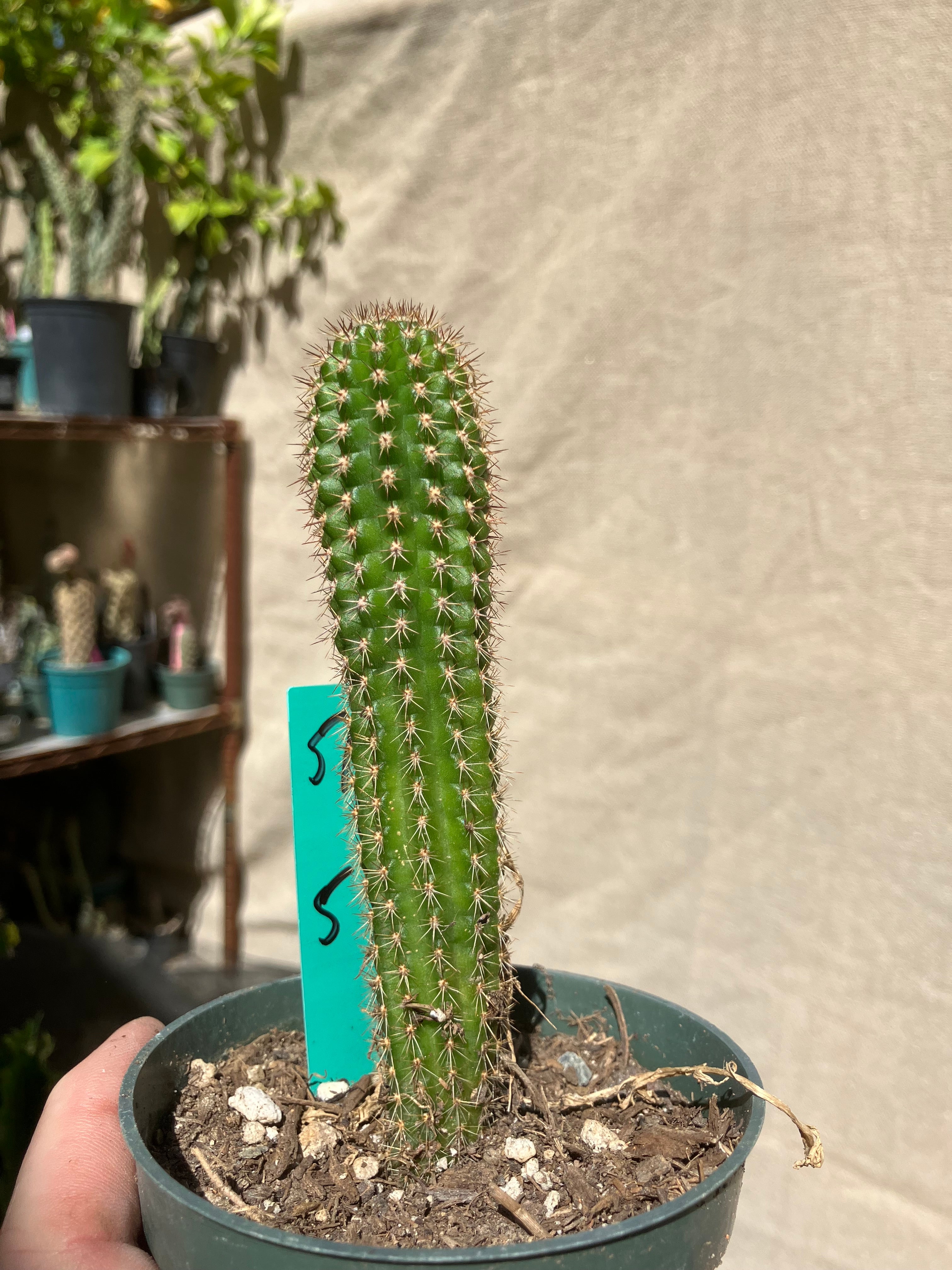 Pachycereus pecten-aboriginum Indian Comb Cactus 5