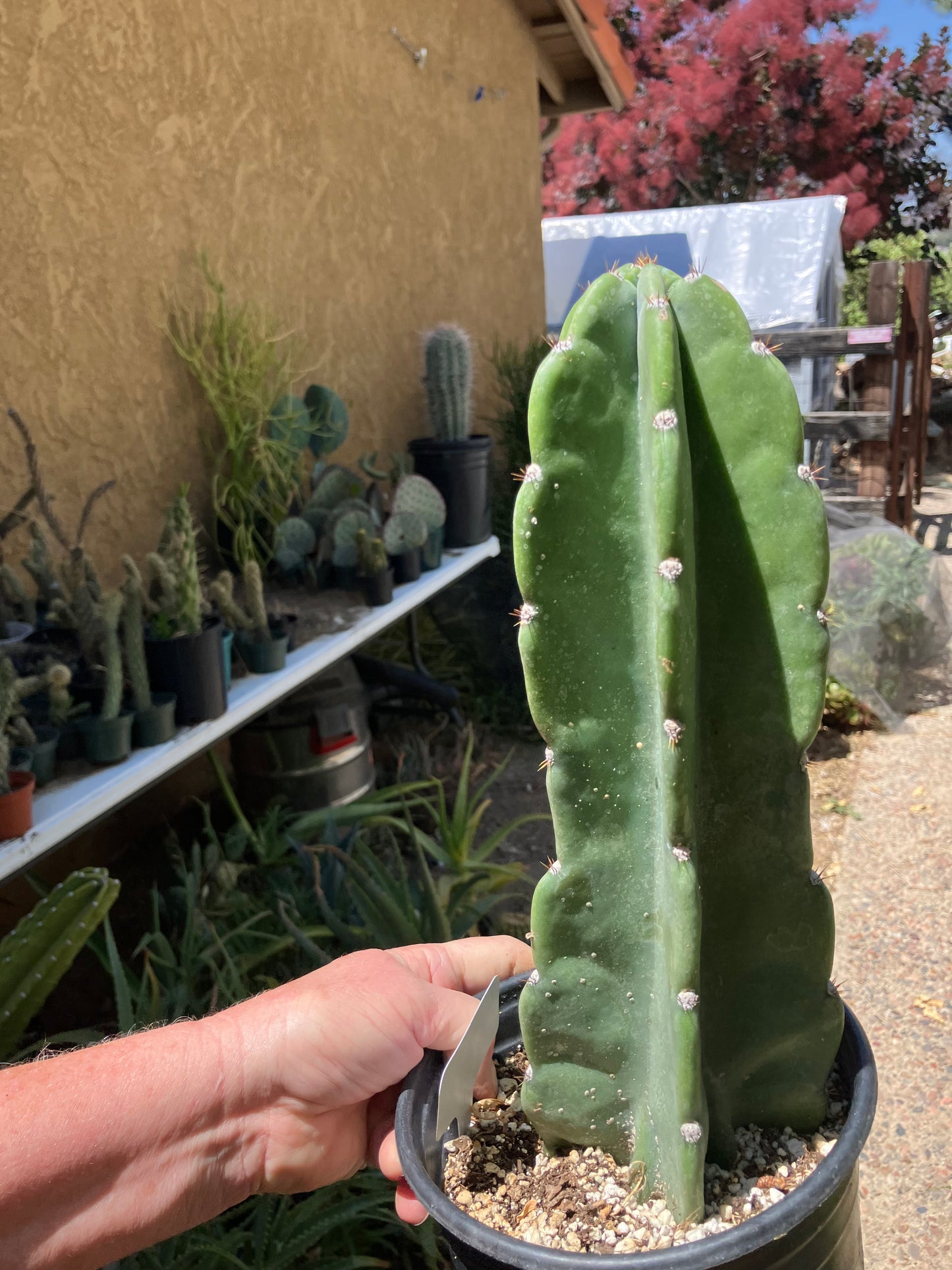 Cereus Peruvianus Night Blooming 12Tall  #121W