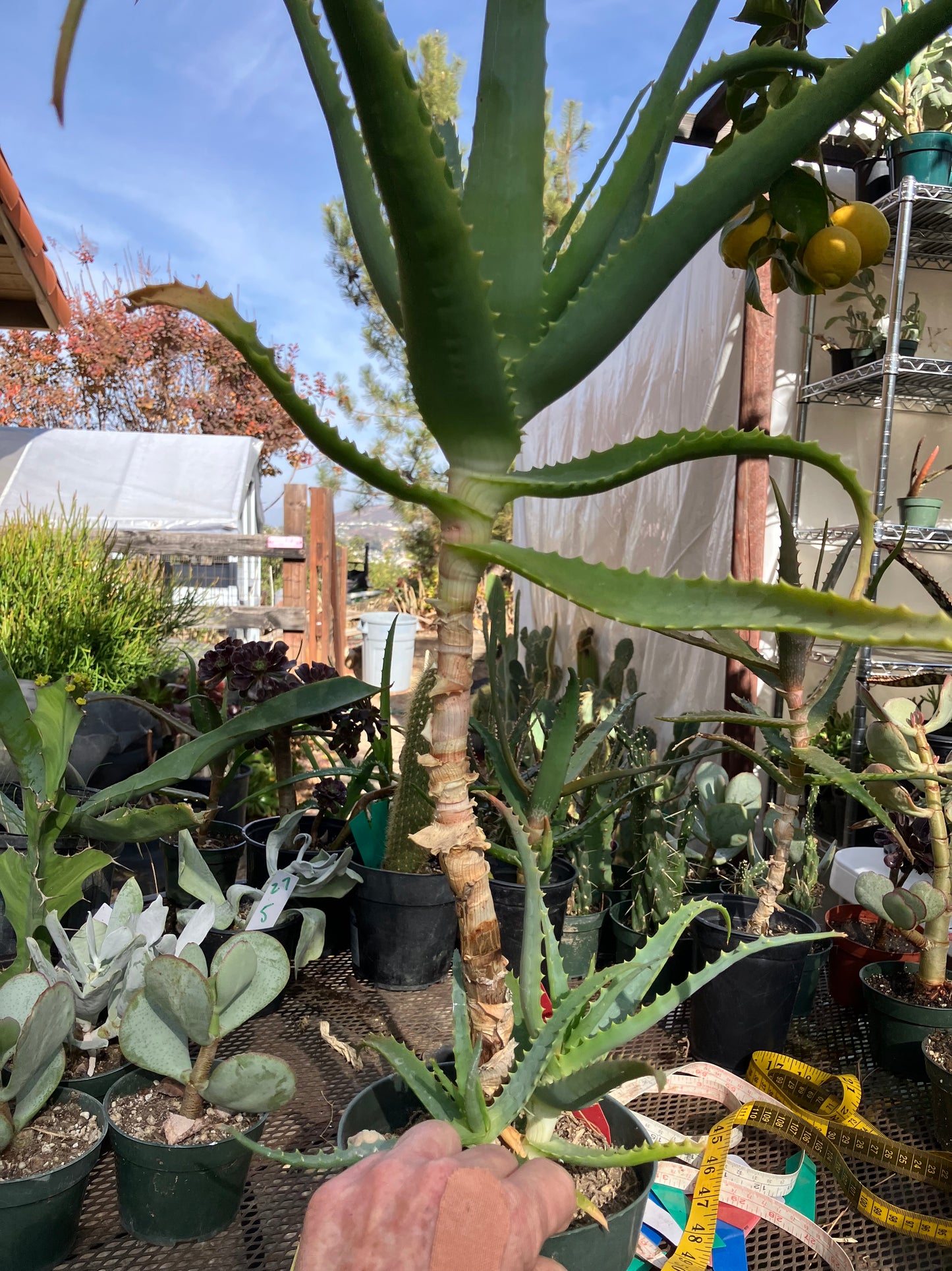 Aloe arborescens Torch Aloe 23"Tall 6Yr Old Succulent Plant #136R