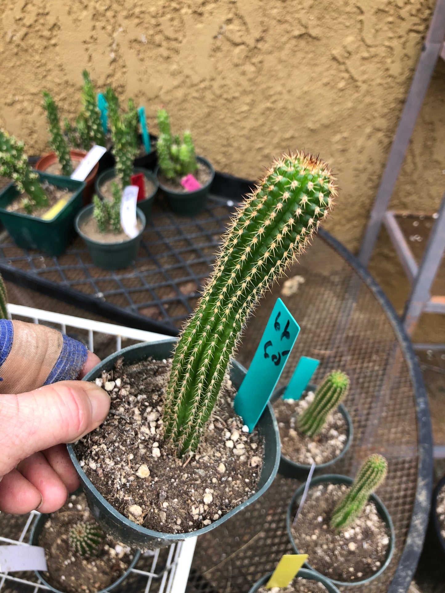 Trichocereus brevispinulosus Indian Comb Cactus 6.5"Tall #66G