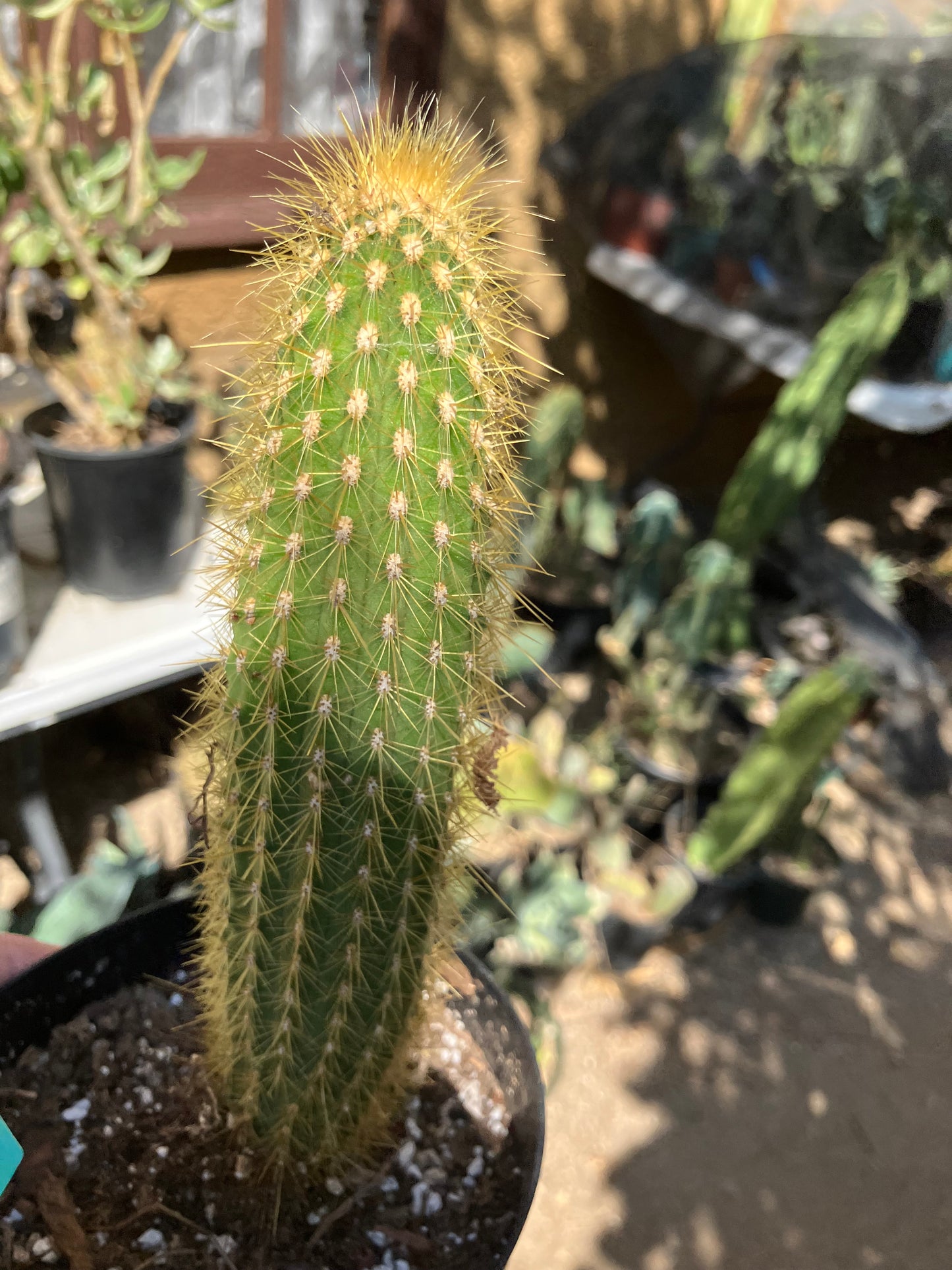 Cleistocactus hyalacanthus Cactus Columnar 9"Tall #99G