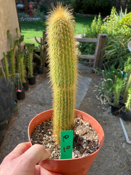 Cleistocactus hyalacanthus Cactus Columnar 10”Tall #10G