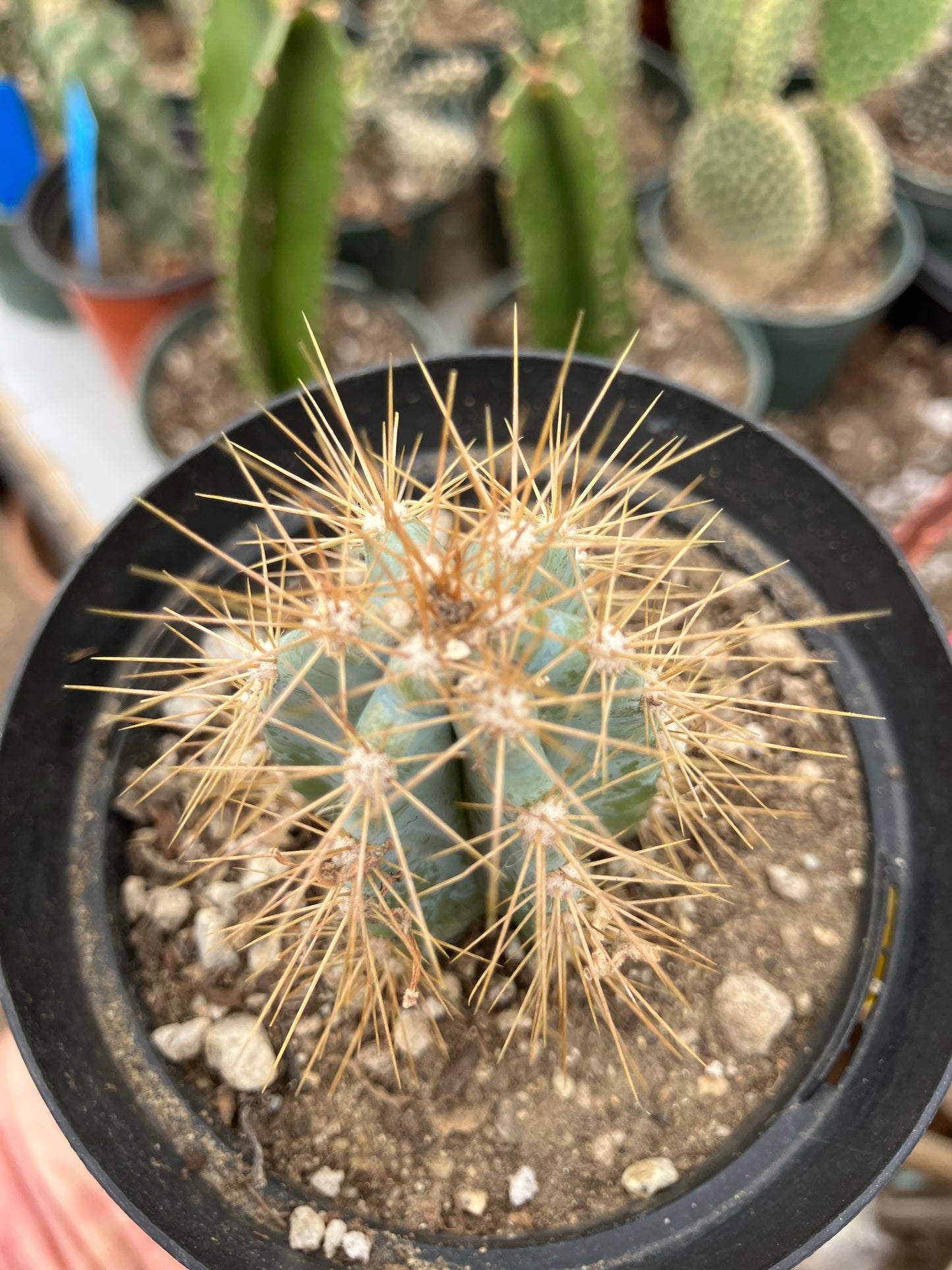 Pilosocereus Blue Azureus 2"Tall #12Y