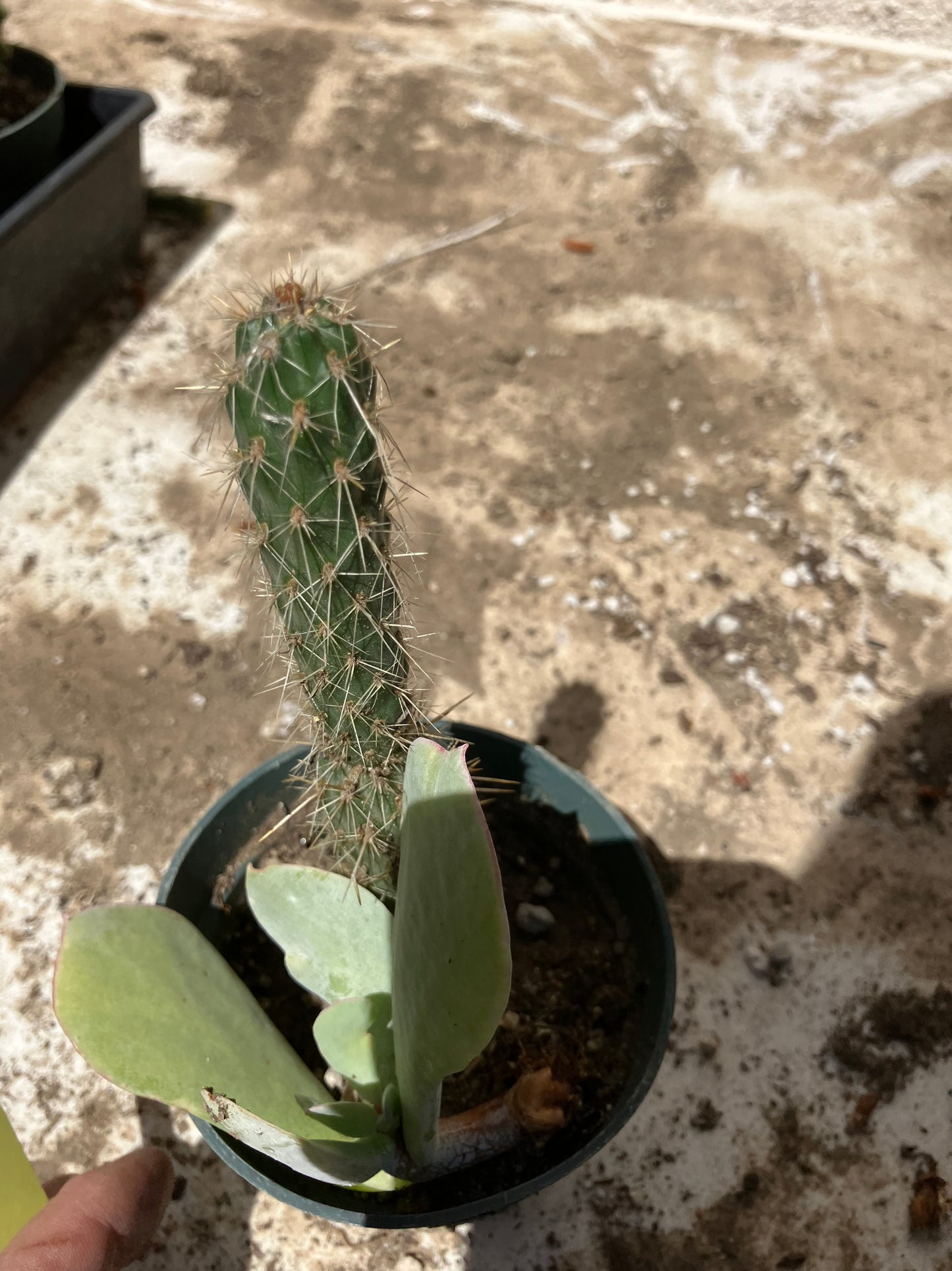 Cholla Cylindropuntia  Buckhorn 5”T #7Y