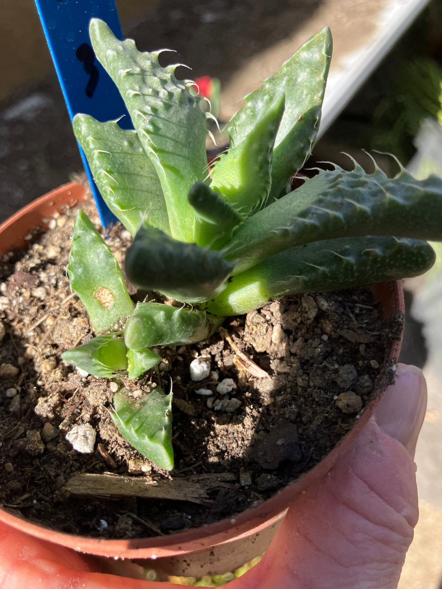 Faucaria tigrina Tiger Jaws 3"Wide #34B