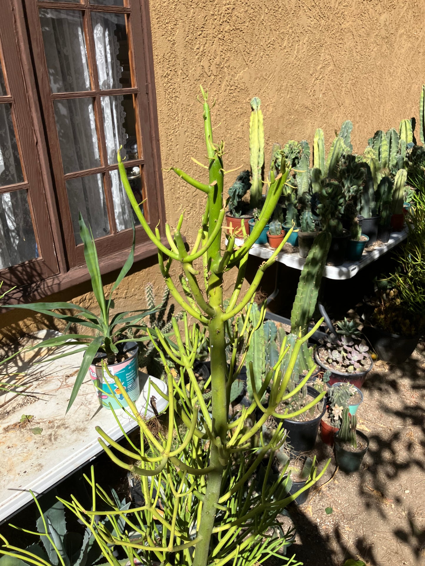 Euphorbia tirucalli Pencil Cactus/Succulent 38"Tall 20"Wide #20W