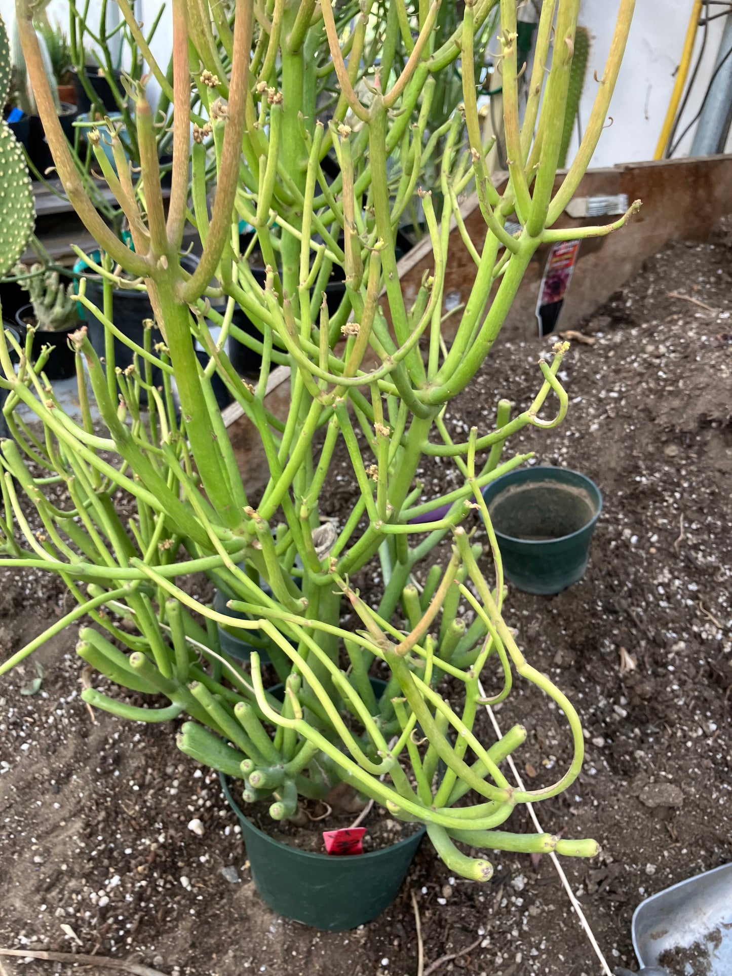 Euphorbia tirucalli Fire Stick 38"Tall 21"Wide #1R