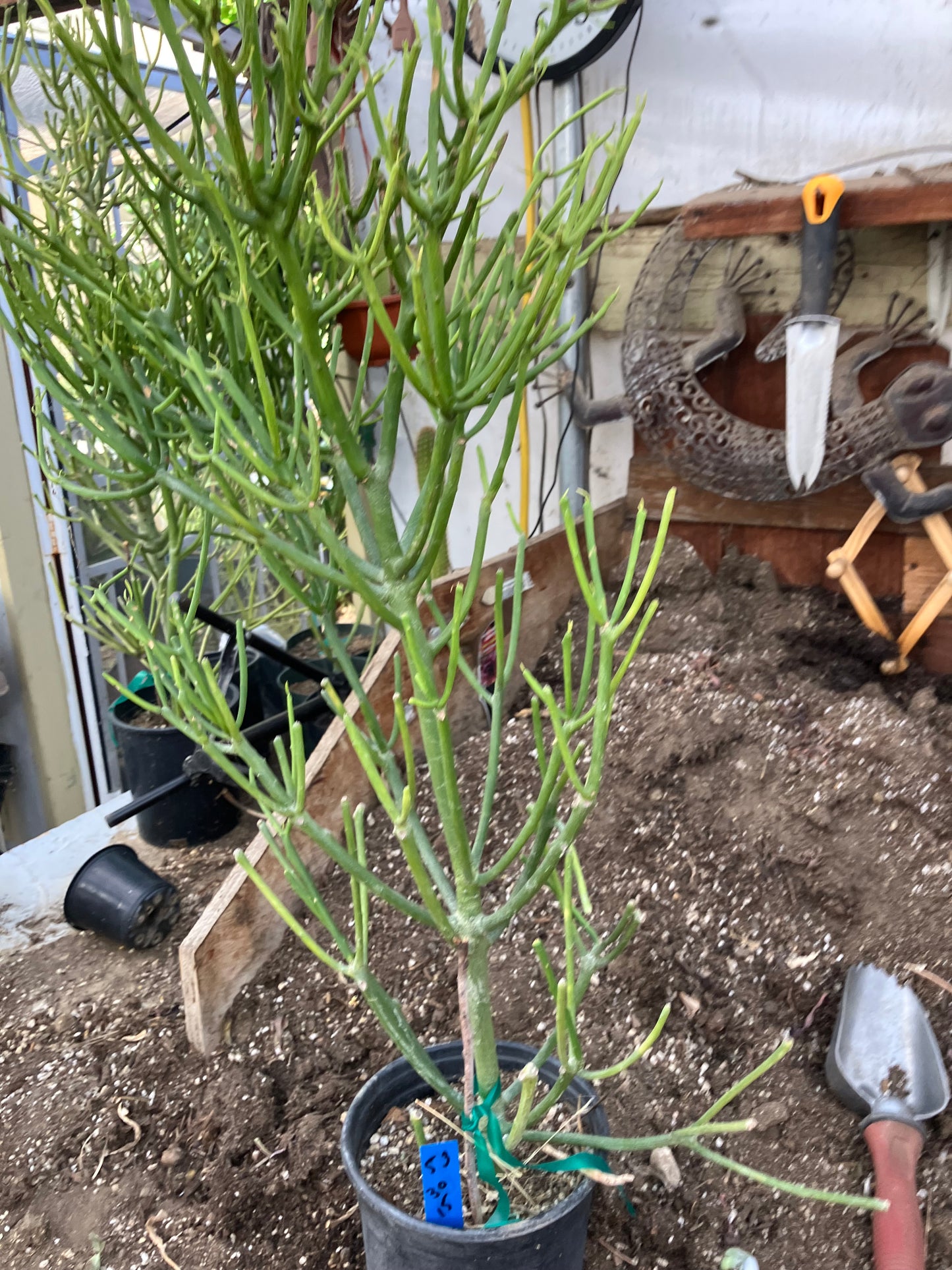 Euphorbia tirucalli Fire Stick 30"Tall 15"Wide #53B