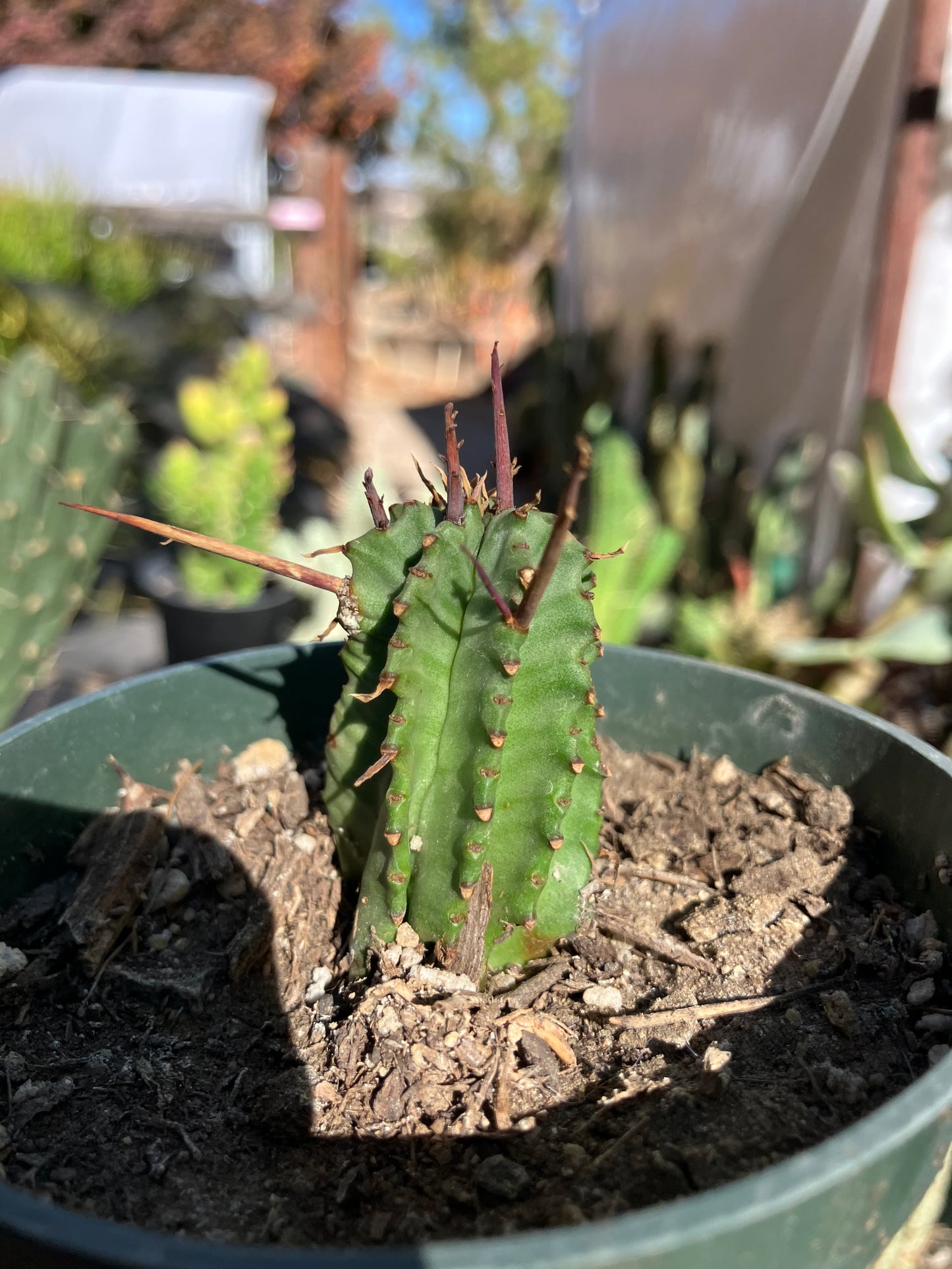 Euphorbia Horrida Noorsveldensis 2" Tall #222G