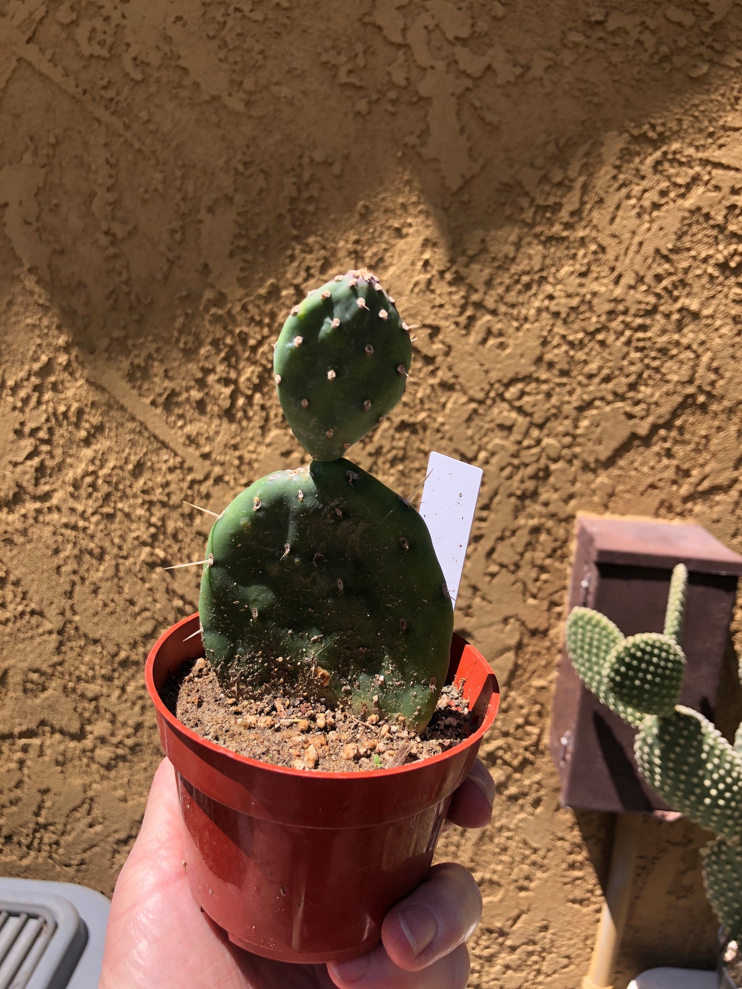 Opuntia Red Buttons Cactus 5" Tall #50W