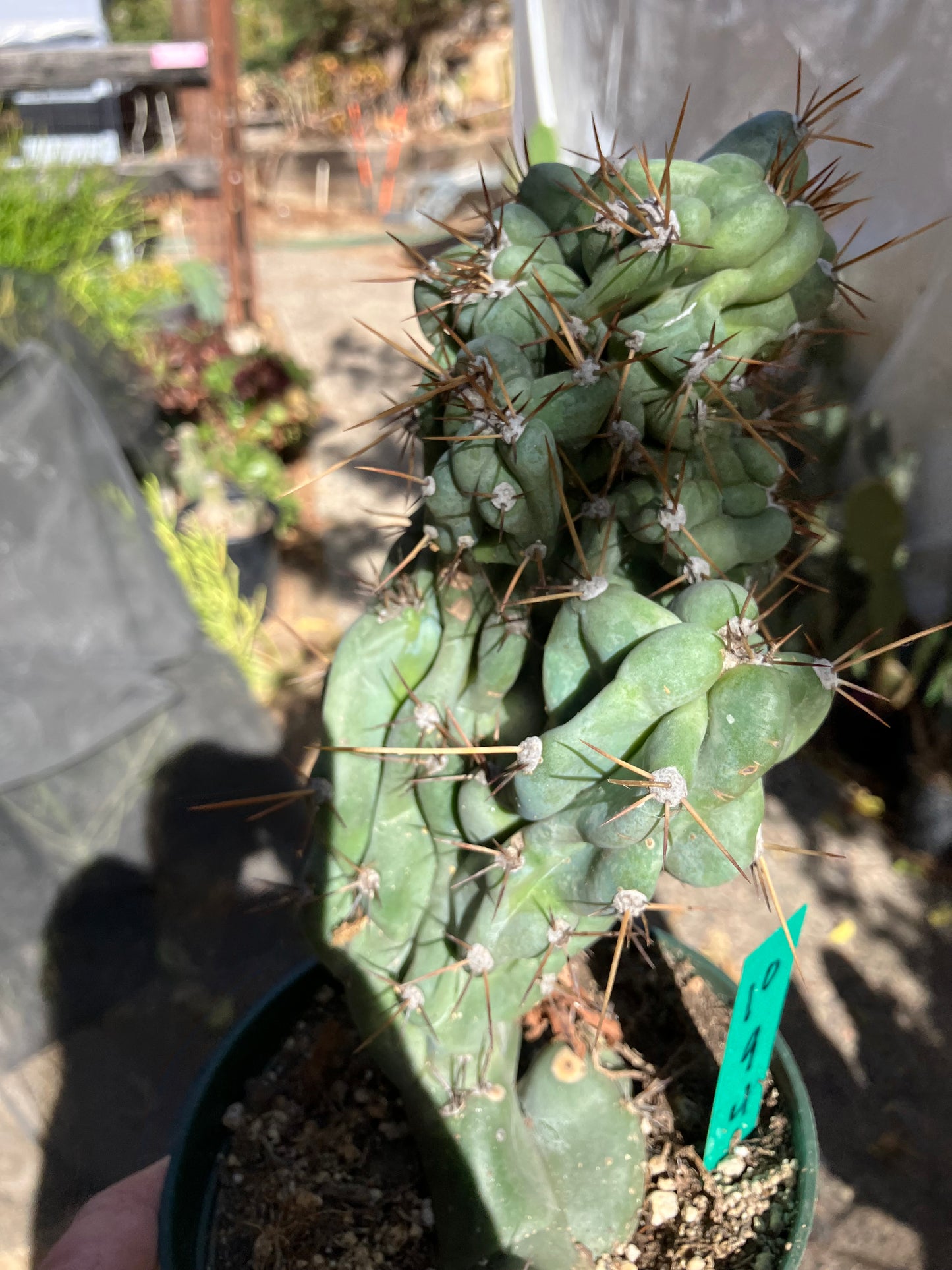 Cereus Peruvianus Monstrose Night Blooming 9" Tall 4"Wide #10G