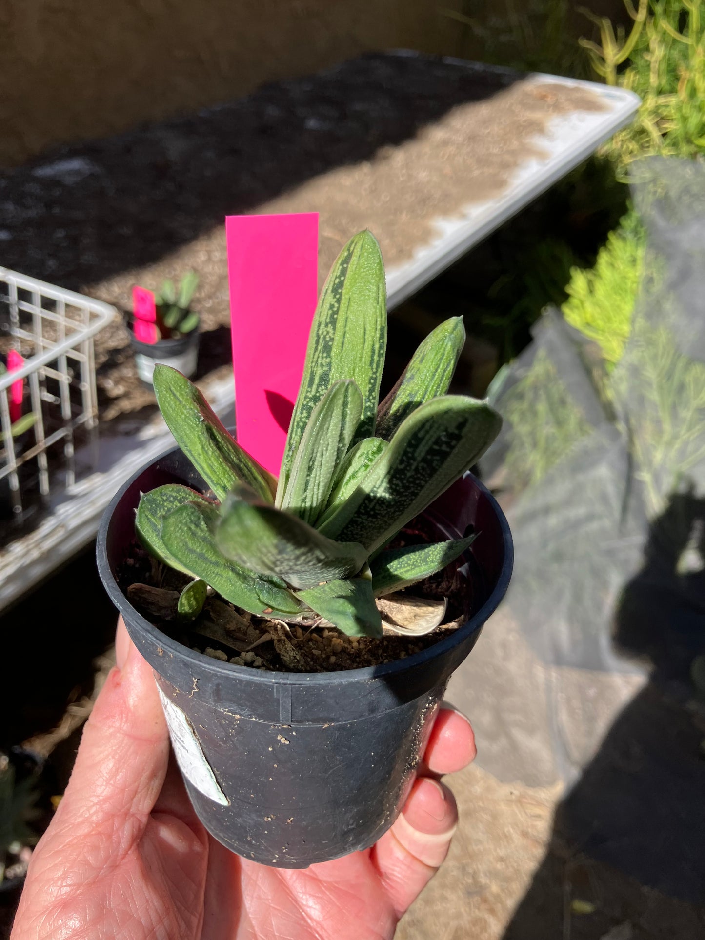 Gasteria Succulent Little Warty 4”Wide #47P