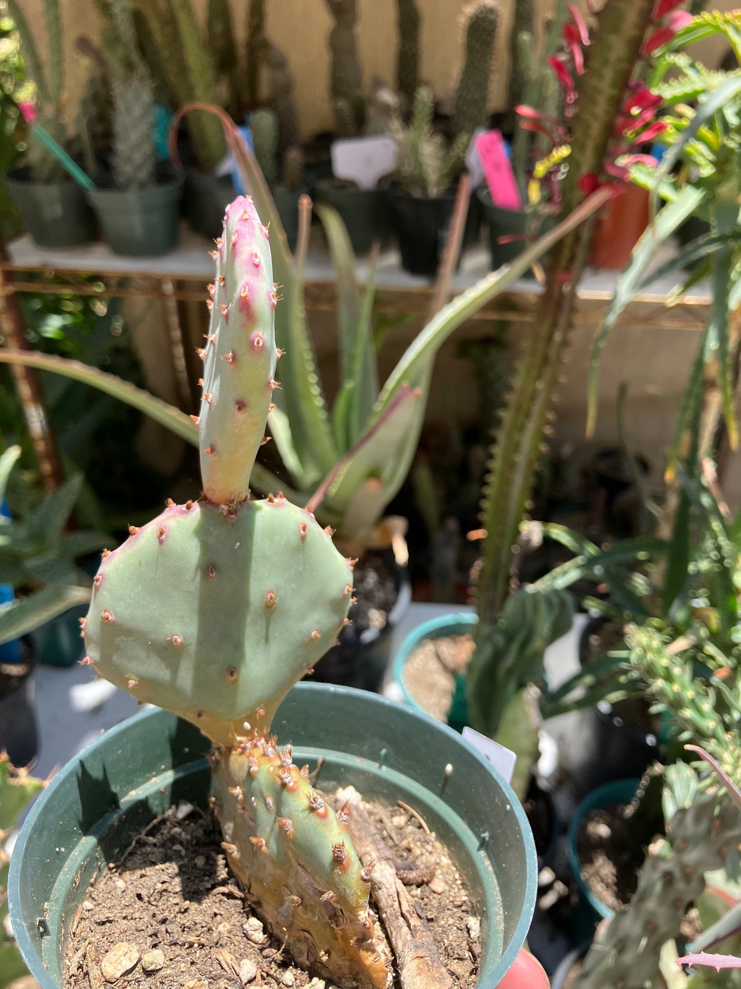 Opuntia Santa Rita Purple Prickly Pear 3.5"Tall #3W