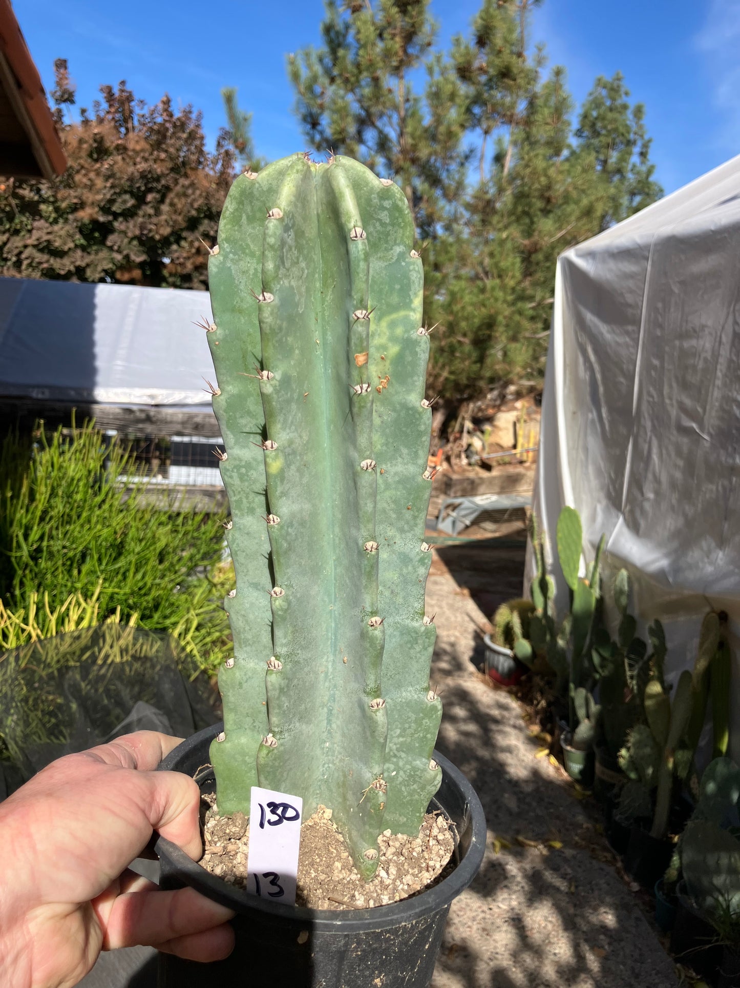 Cereus Peruvianus Night Blooming 13”Tall #130W