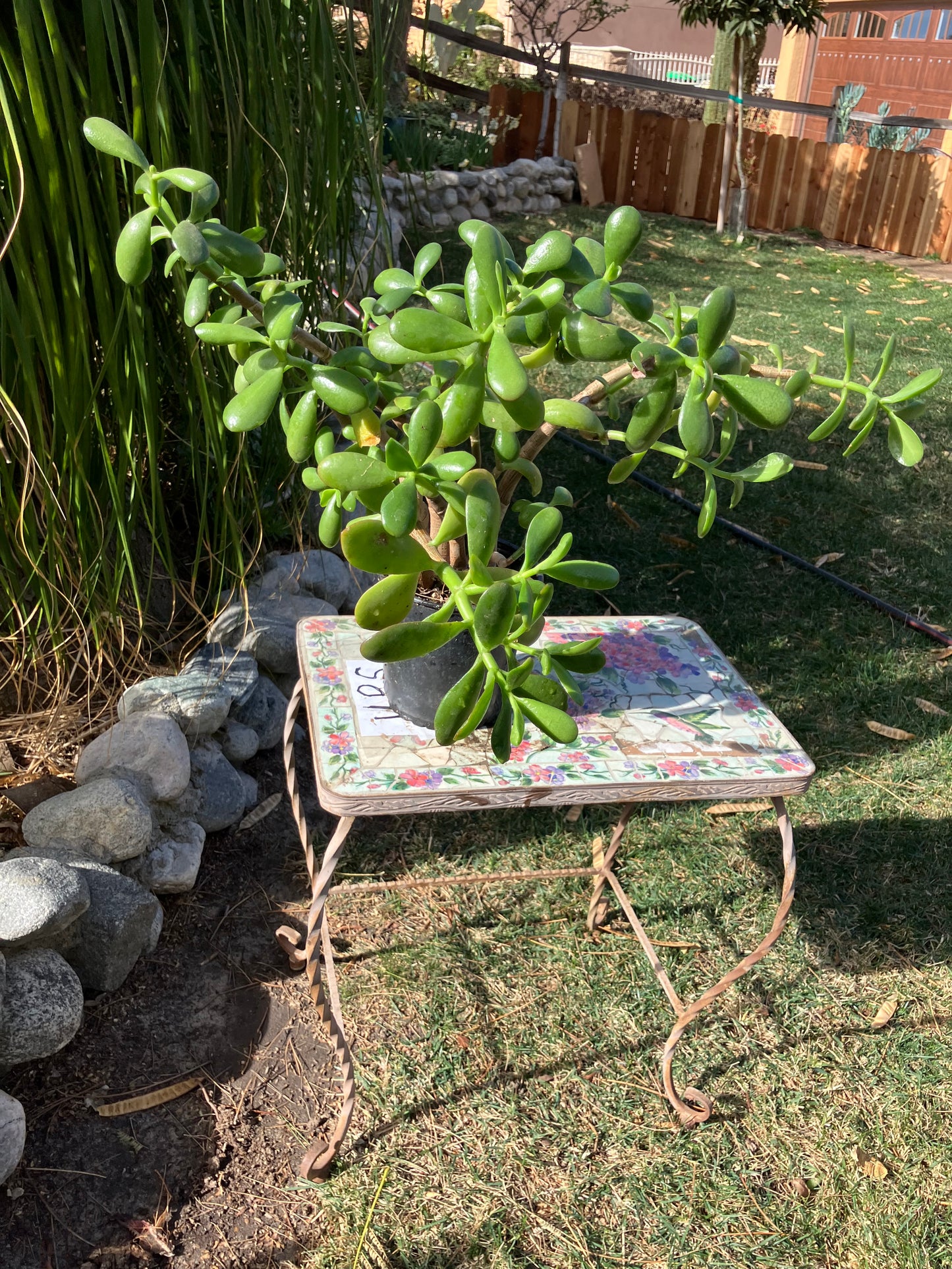 Crassula Ovata Money Jade 22”T 19"W #5B