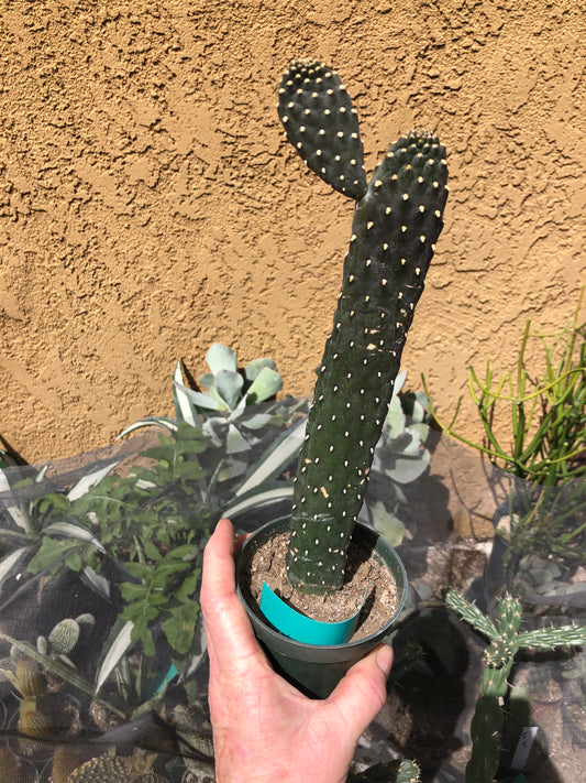 Opuntia Consolea rubescens Road Kill Cactus 11.5"Tall #100G