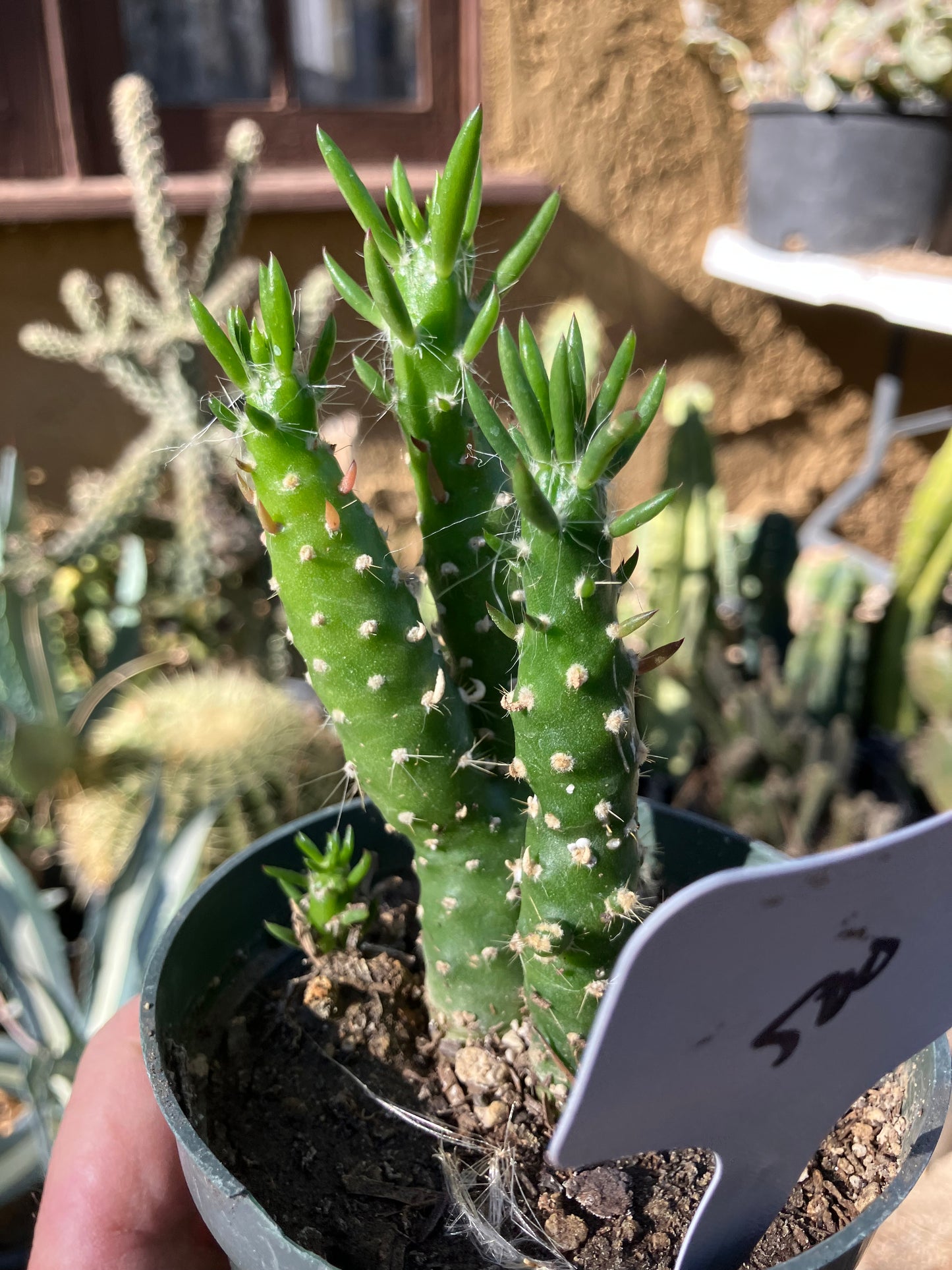 Austrocylindropuntia Cactus Gumbi Mini Eve's Needle 3.5"Tall #500W