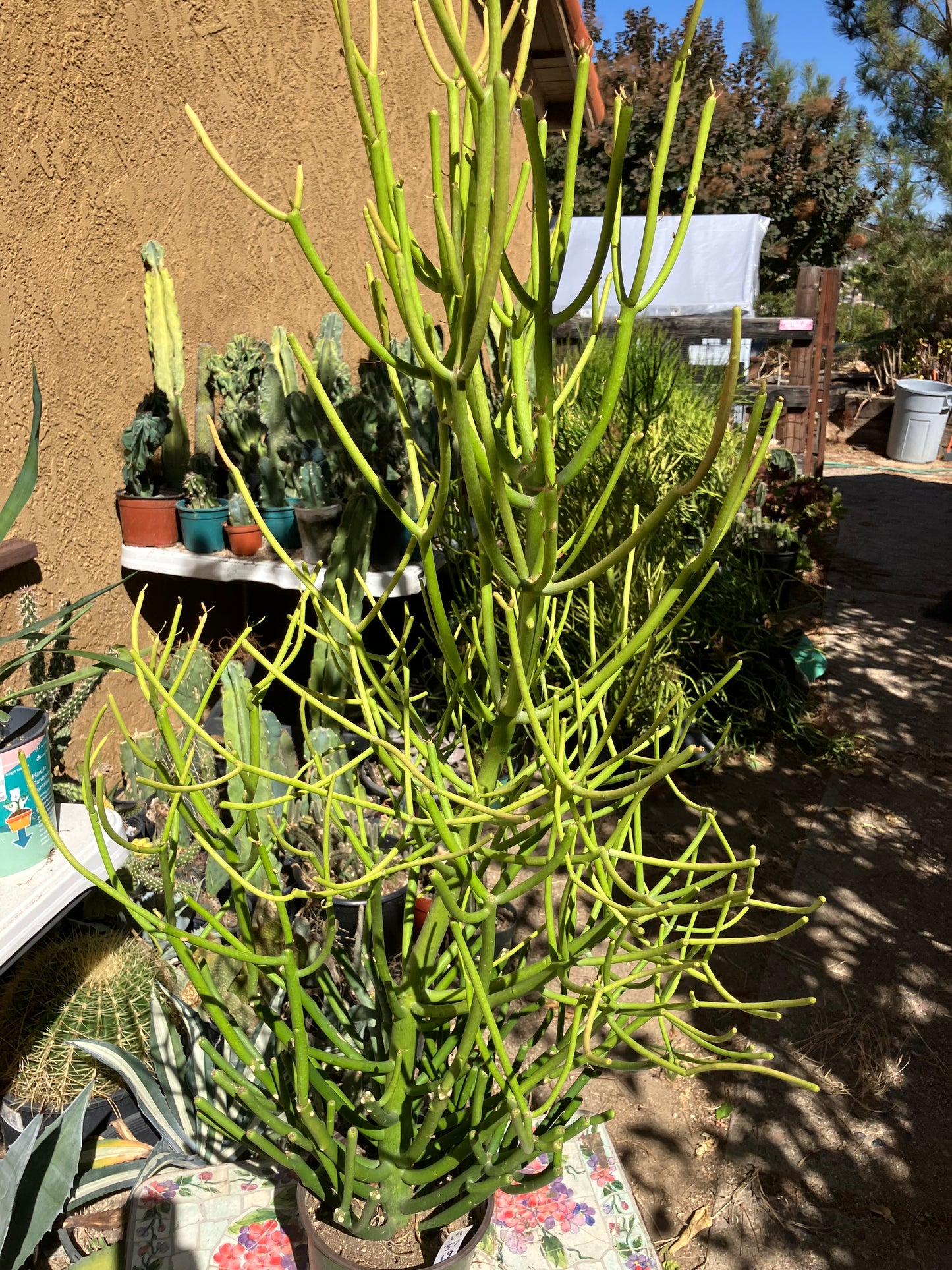 Euphorbia tirucalli Pencil Cactus/Succulent 37"Tall 19"Wide #19W