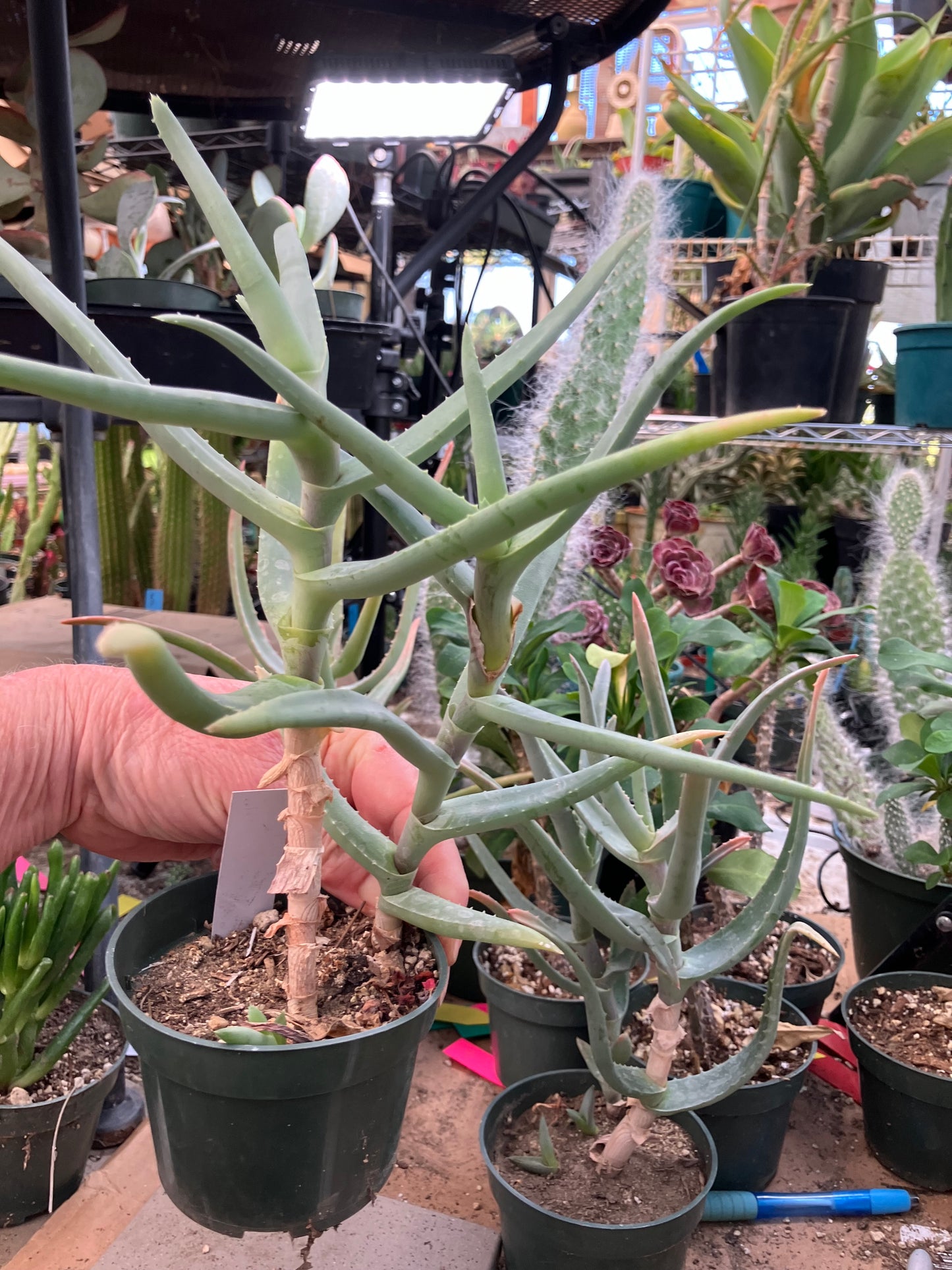 Aloe Hybrid 11"Tall  #112Y