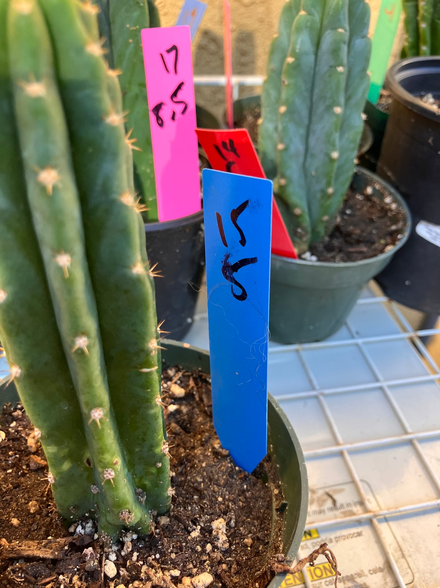 San Pedro Cactus - Trichocereus pachanoi 5"Tall #15B
