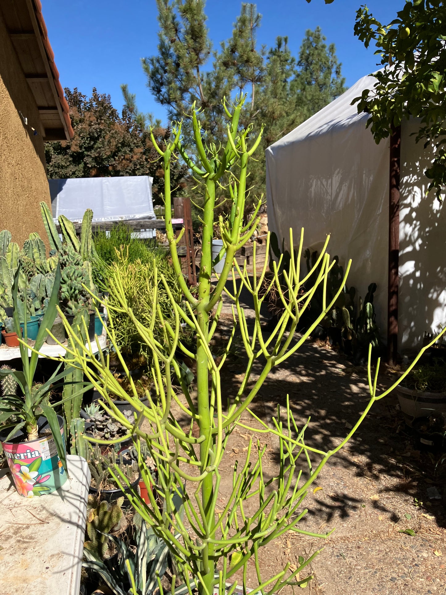 Euphorbia tirucalli Pencil Cactus/Succulent 38"Tall 18"Wide #93W