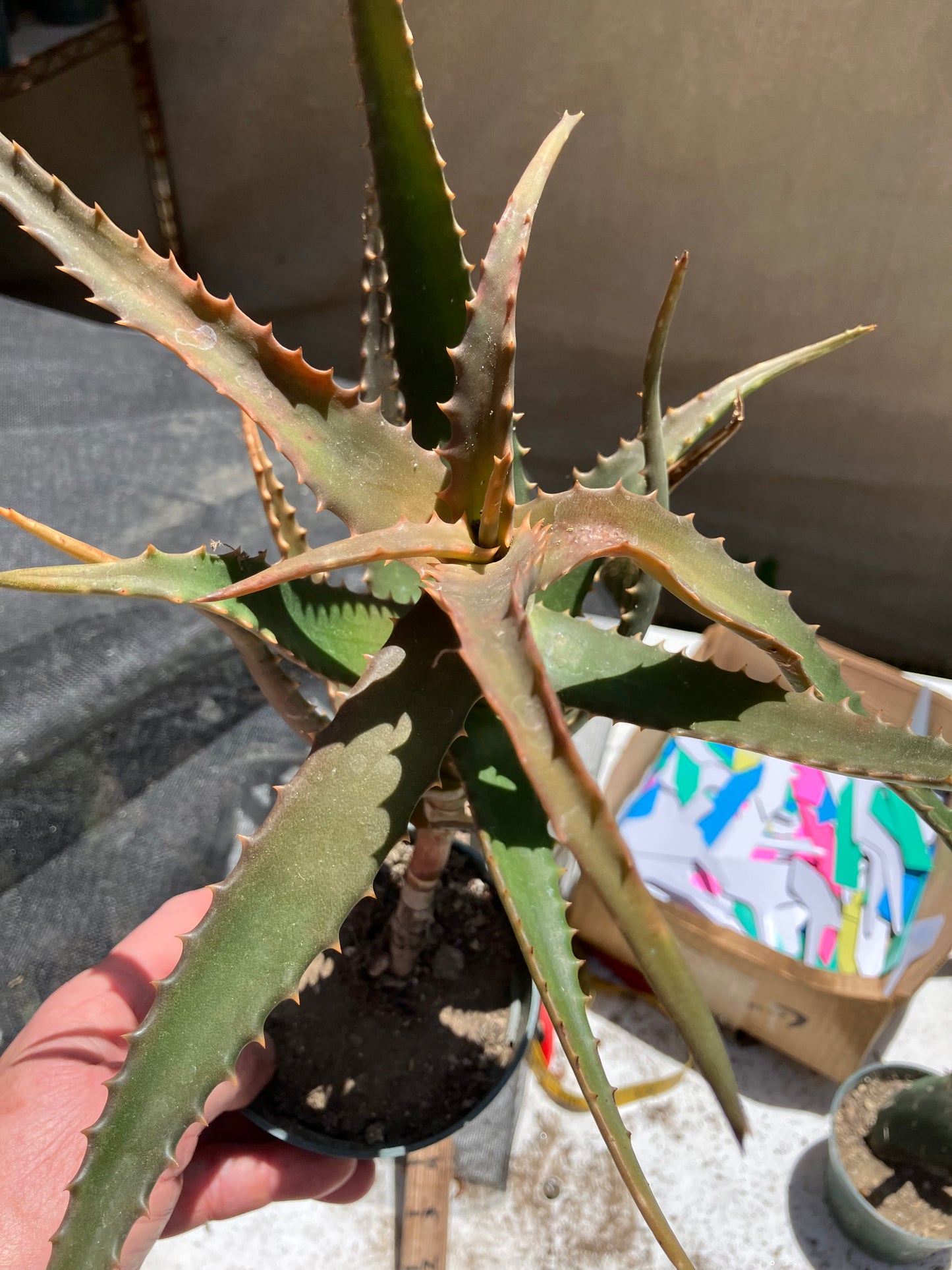 Aloe congolensis Congo Aloe Hybrid Succulent  9" Wide #97Y