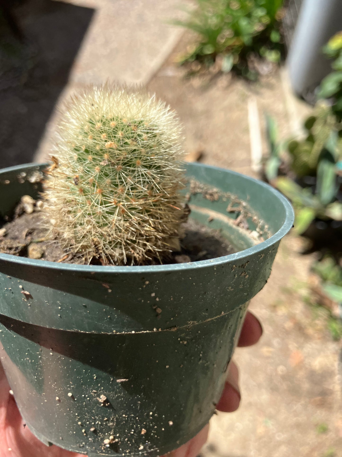 Notocactus Parodia scopa Silver Ball/Snowball Cactus 2.5" Tall #23B