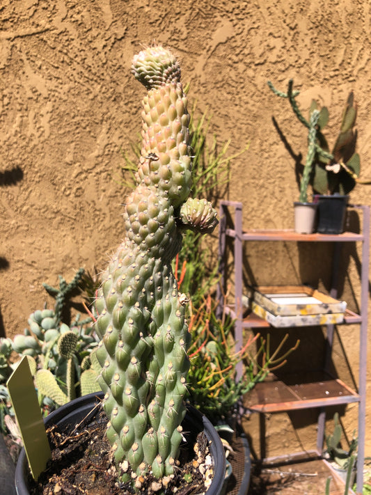 Cylindropuntia fulgida Cholla Boxing Glove Cactus Crest 9"Tall #99Y