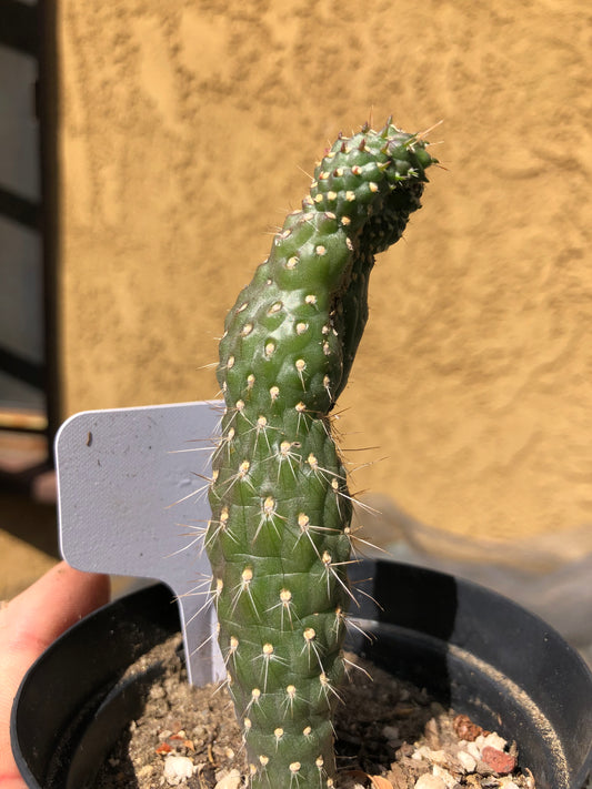 Cylindropuntia fulgida Cholla Boxing Glove Cactus Crest 4"Tall #W