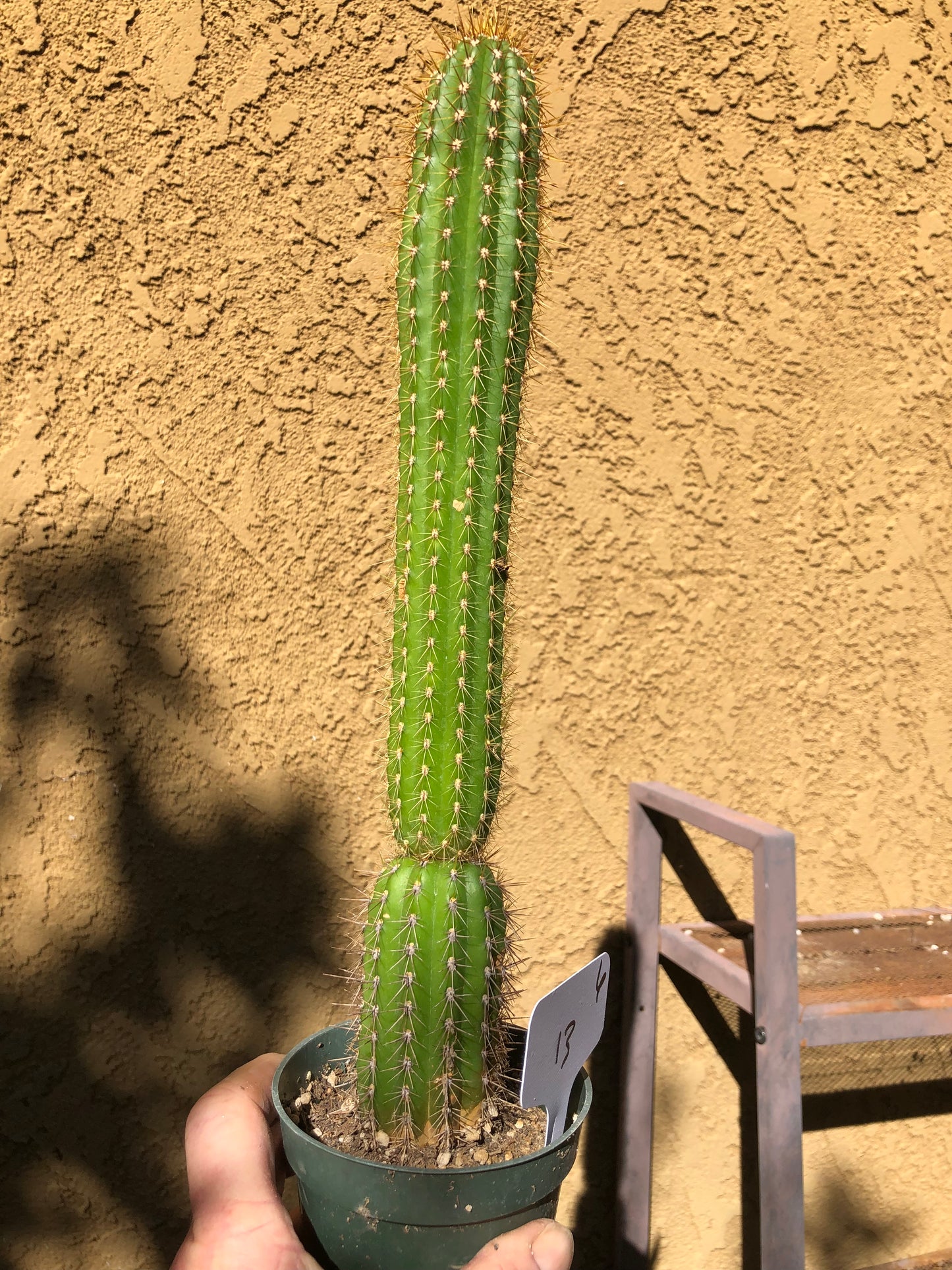 Golden Torch Cactus - Trichocereus spachianus 13" Tall #6W