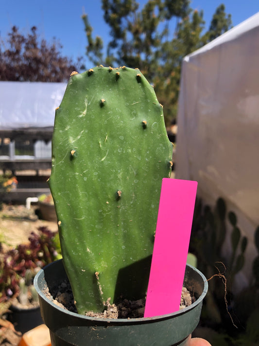 Opuntia Emerald wave Cactus 5.5”Tall #128P