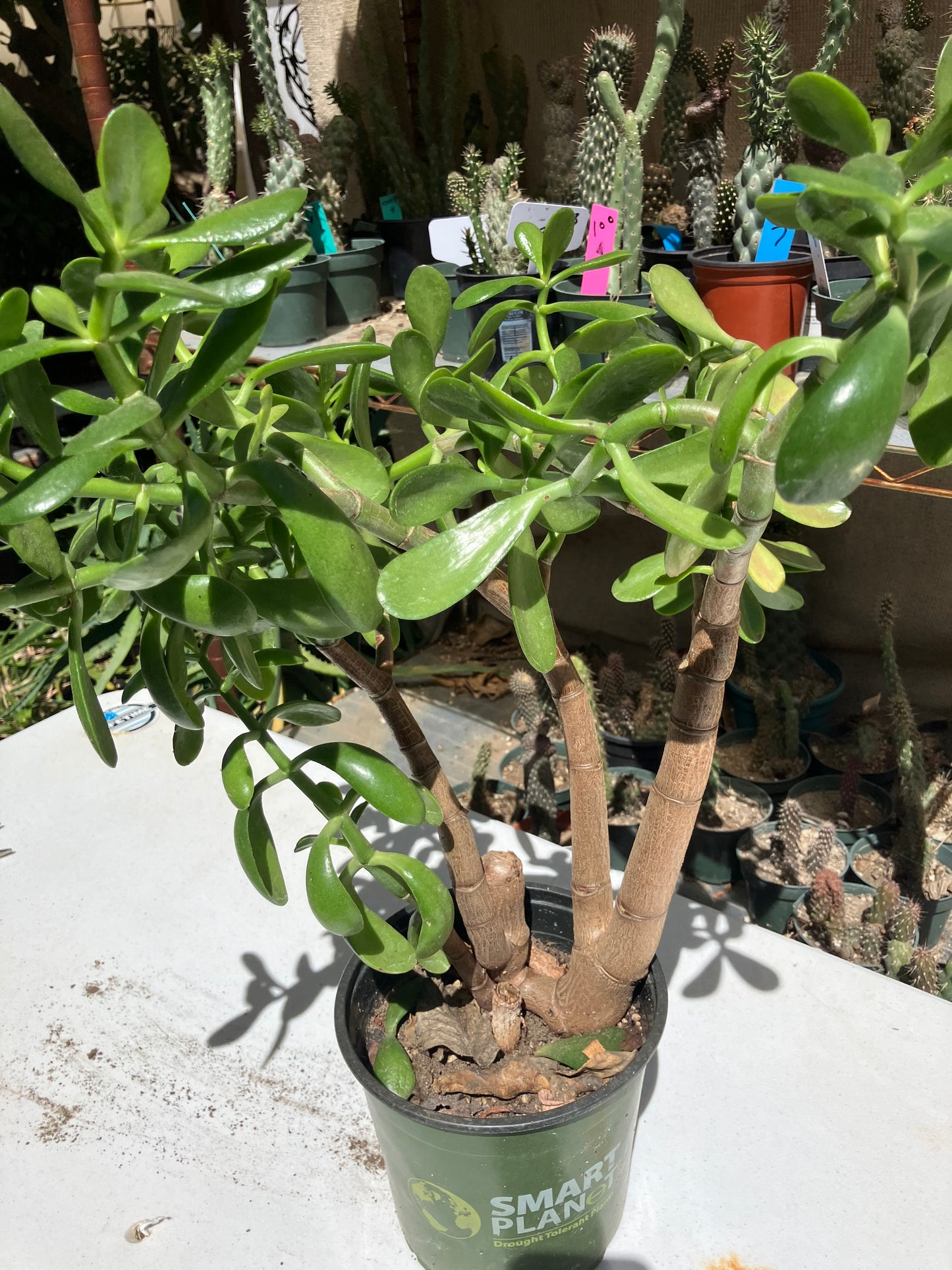 Crassula Ovata Money Jade 17”T 18”W #178B