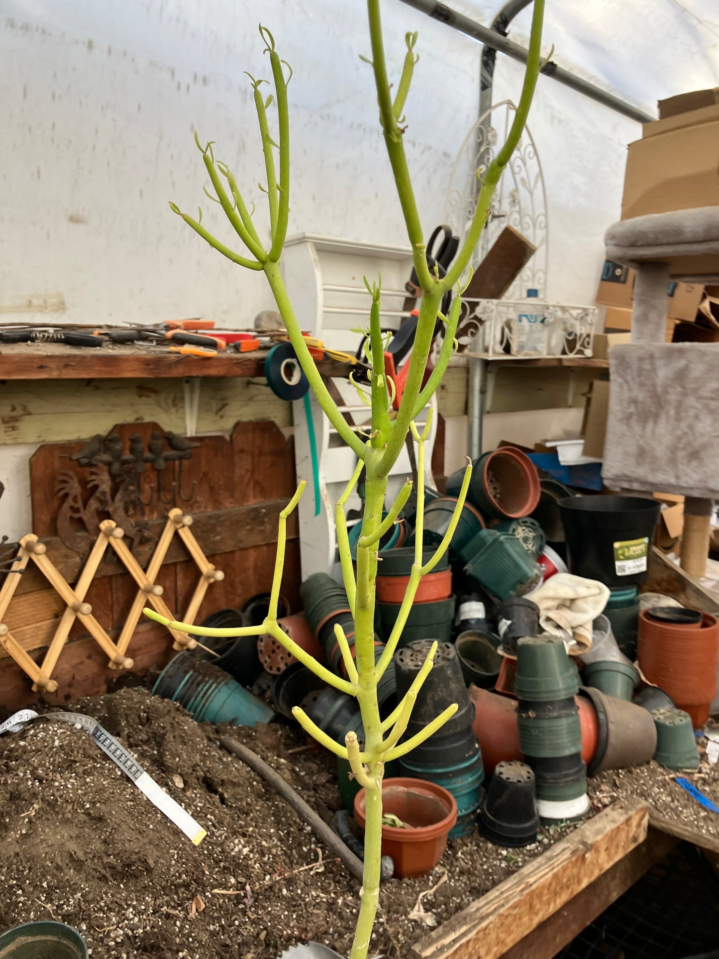 Euphorbia tirucalli Pencil Cactus/Succulent 30"Tall 9"Wide #312Y