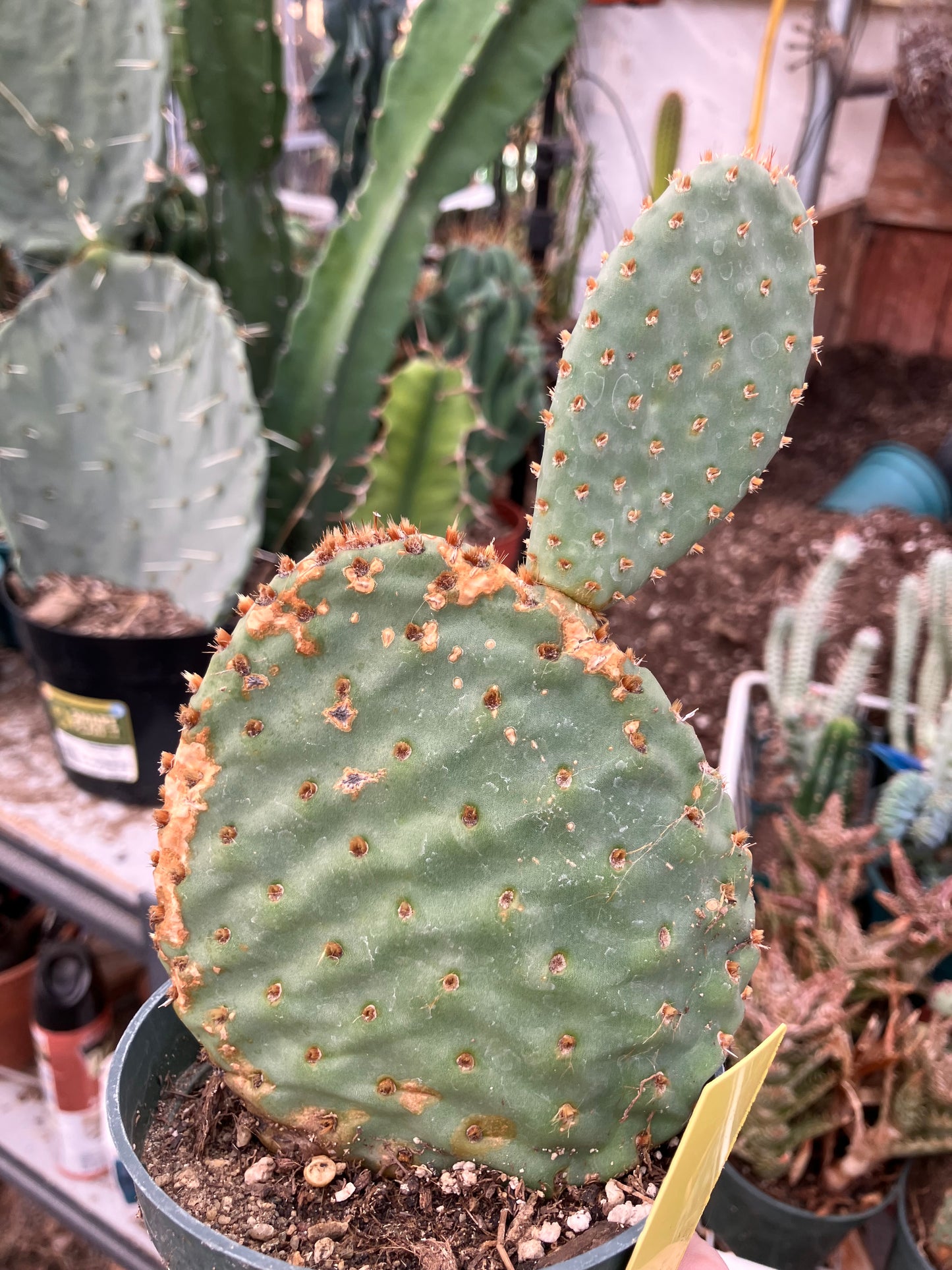Opuntia ‘Orange Chiffon’ 6.5”Tall 3.5”Wide #2y