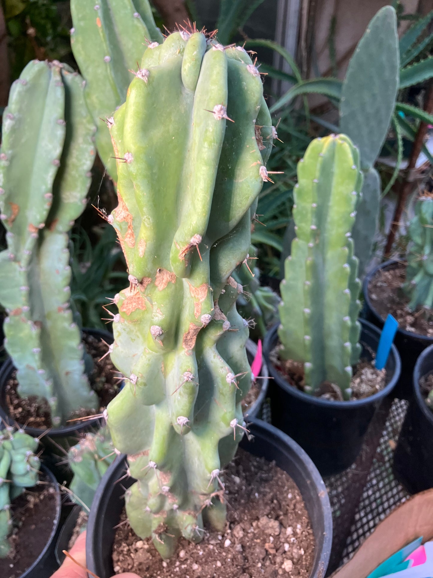 Cereus Peruvianus Monstrose Night Blooming 14”Tall #84W