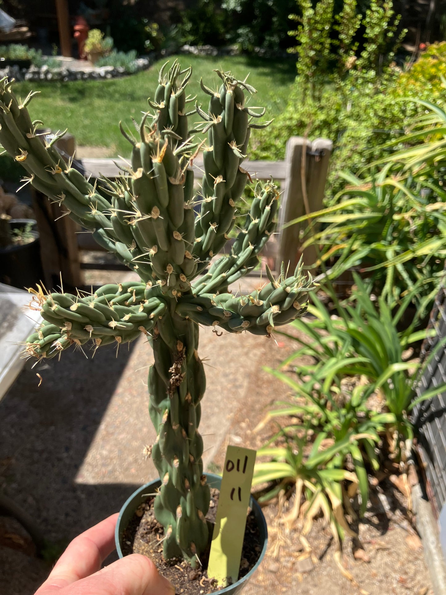 Cholla Cylindropuntia  Buckhorn  Cactus 12”Tall #011Y