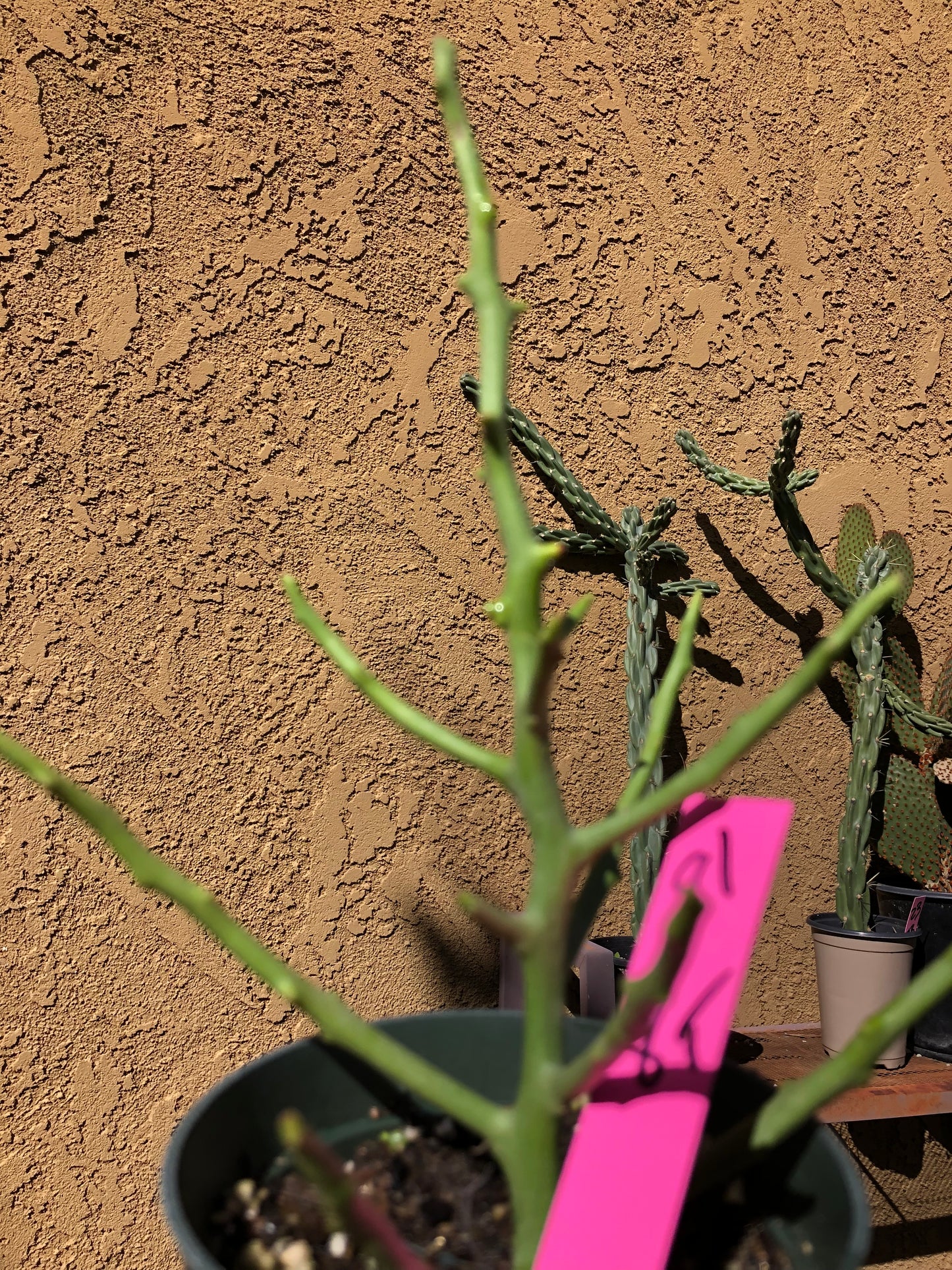 Euphorbia Tirucalli Briar Patch 8”Tall #81P