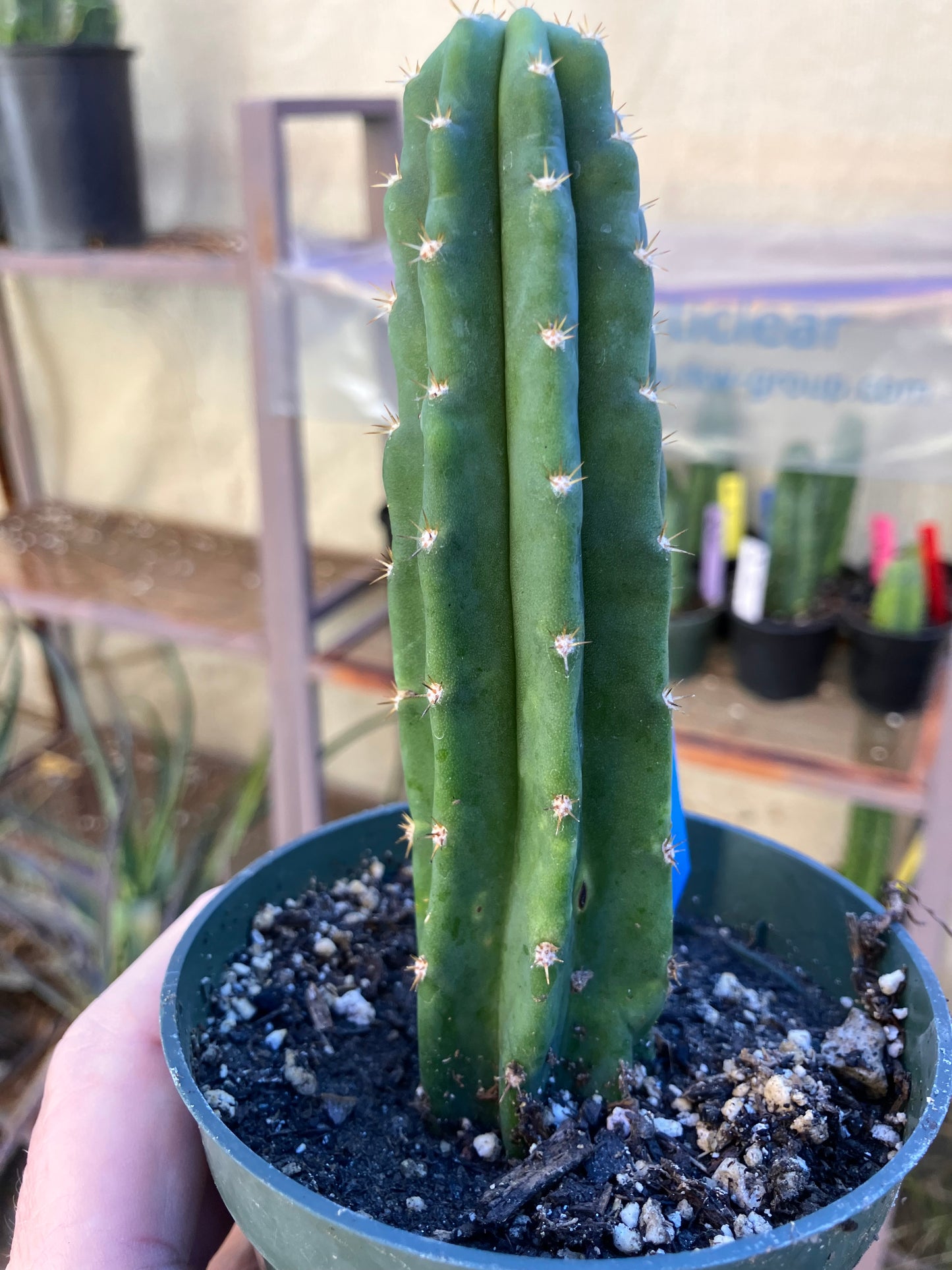 San Pedro Cactus - Trichocereus pachanoi 5"Tall #15B