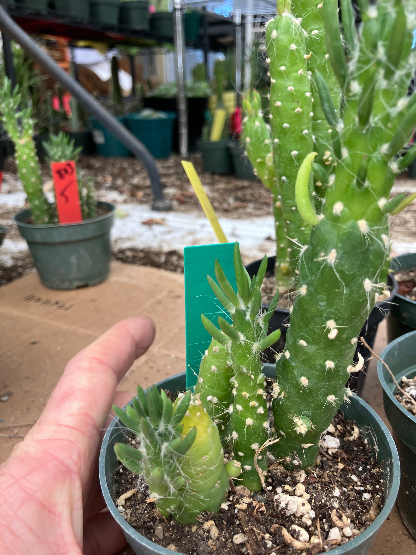 Austrocylindropuntia Cactus Gumbi Mini Eve's Needle 6"Tall #13G